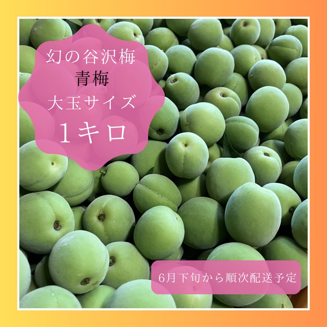 食品 【完全無農薬】山形県産幻の谷沢梅 青梅 追熟梅10キロ 朝採り配送 
