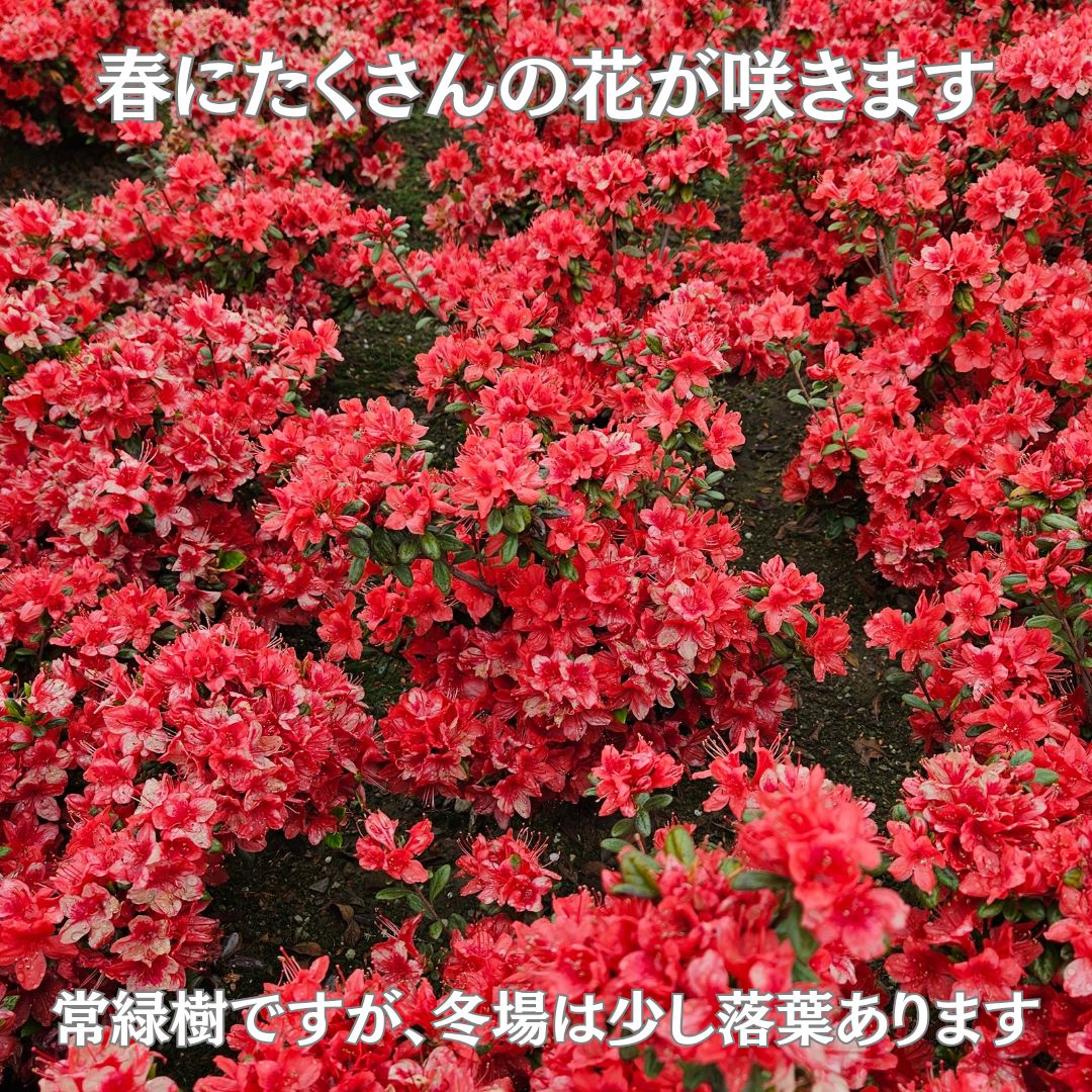 飛竜の舞 飛龍の舞 久留米つつじ クルメツツジ 常緑樹 植木 躑躅 