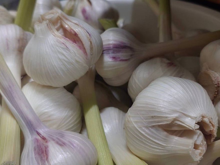 紀州由良産 乾燥平戸にんにく 5kg ワレ有 - メルカリ