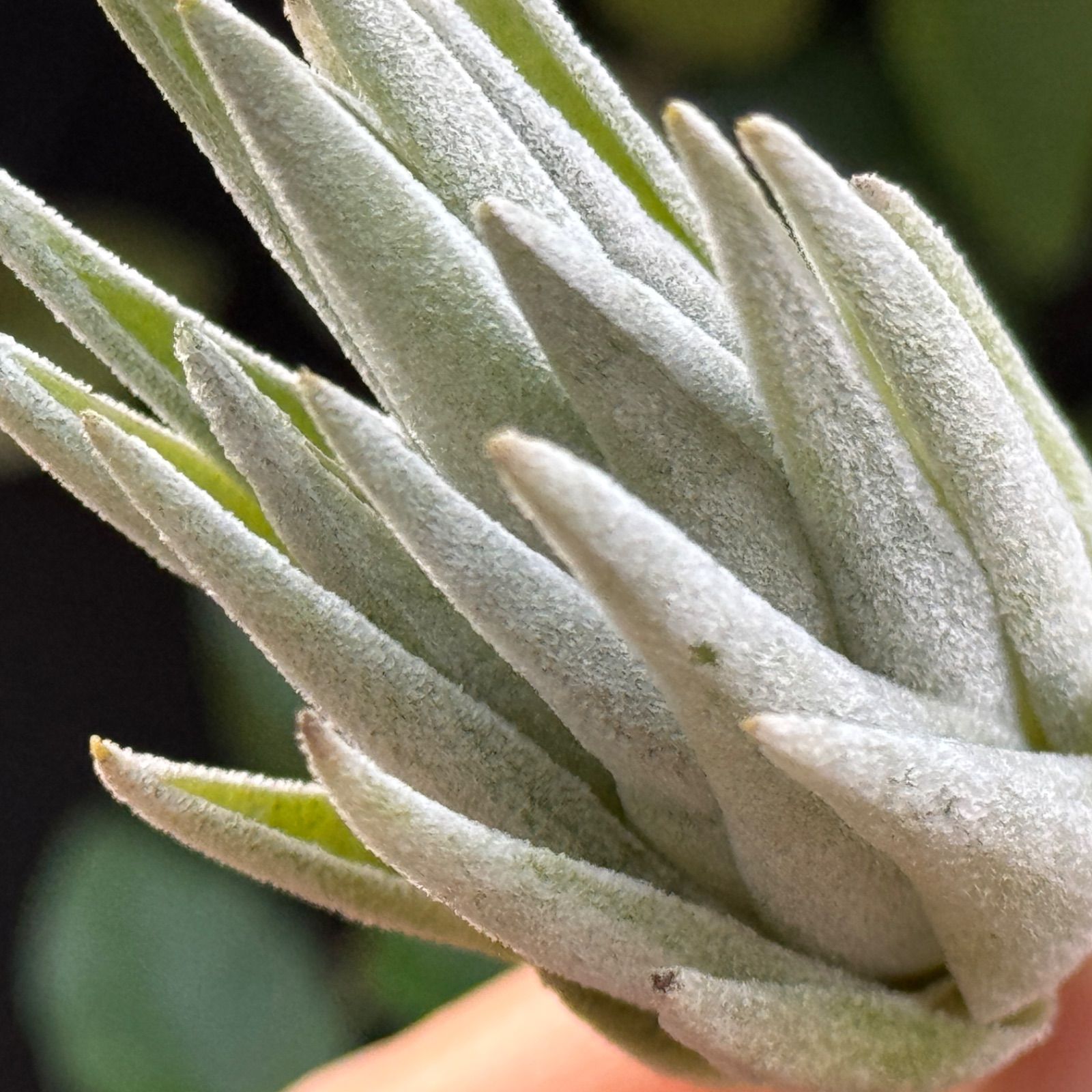 現品＊ 極上株＊ チランジア ブラキフィラ Tillandsia brachyphylla 