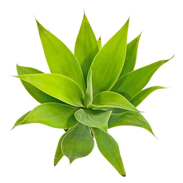 現品 アガベ アテナータ 5号 アテヌアータ Agave attenuata 観葉植物