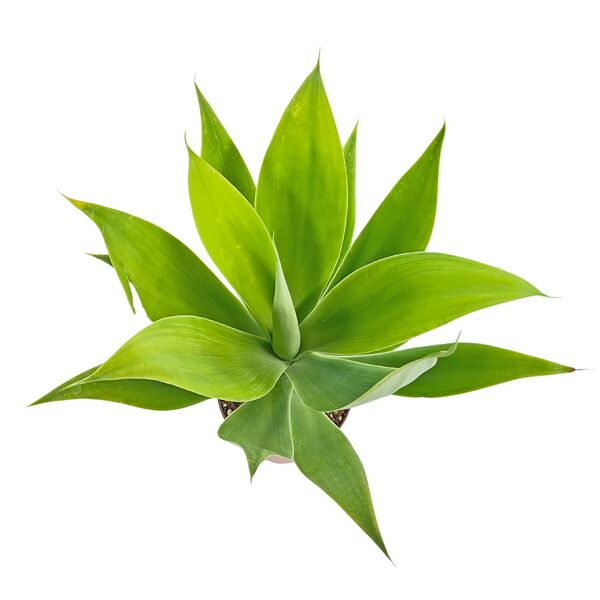 現品 アガベ アテナータ カラズストライプズ 5号 アテヌアータ Agave
