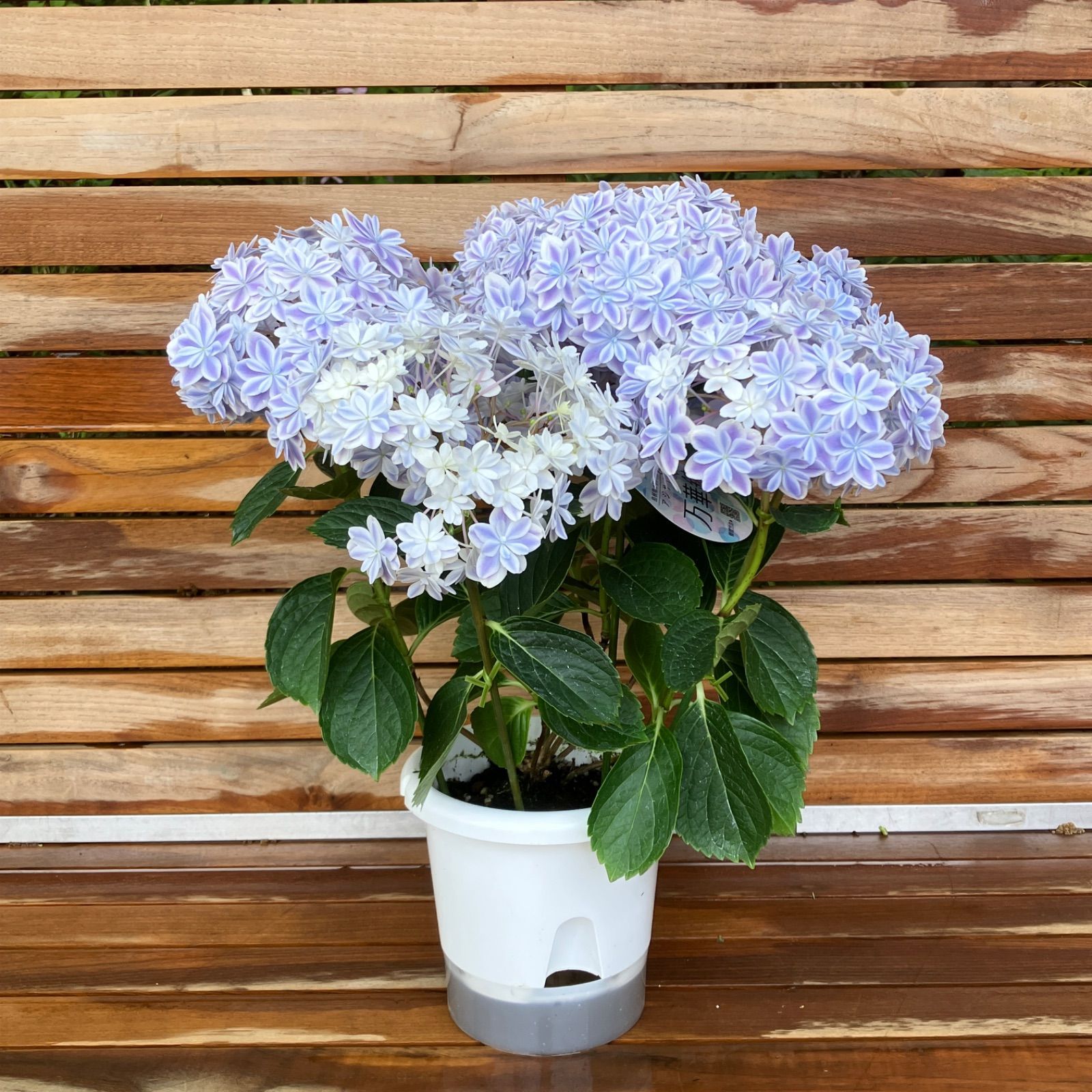 【淡いブルー】② アジサイ 万華鏡 ブルー 5号ポット 母の日ギフト 紫陽花 ★ラッピング対応可能★