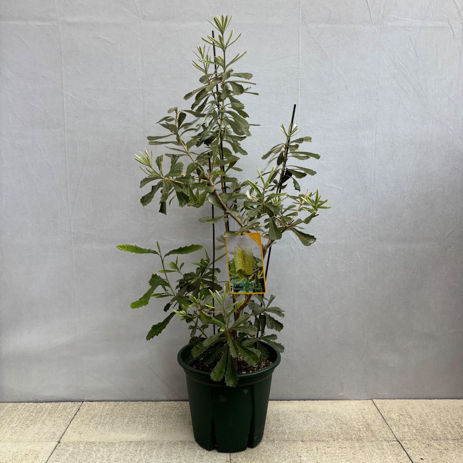 バンクシア 苗木 鉢植え 常緑樹 コースト 1メートル 苗木・植木