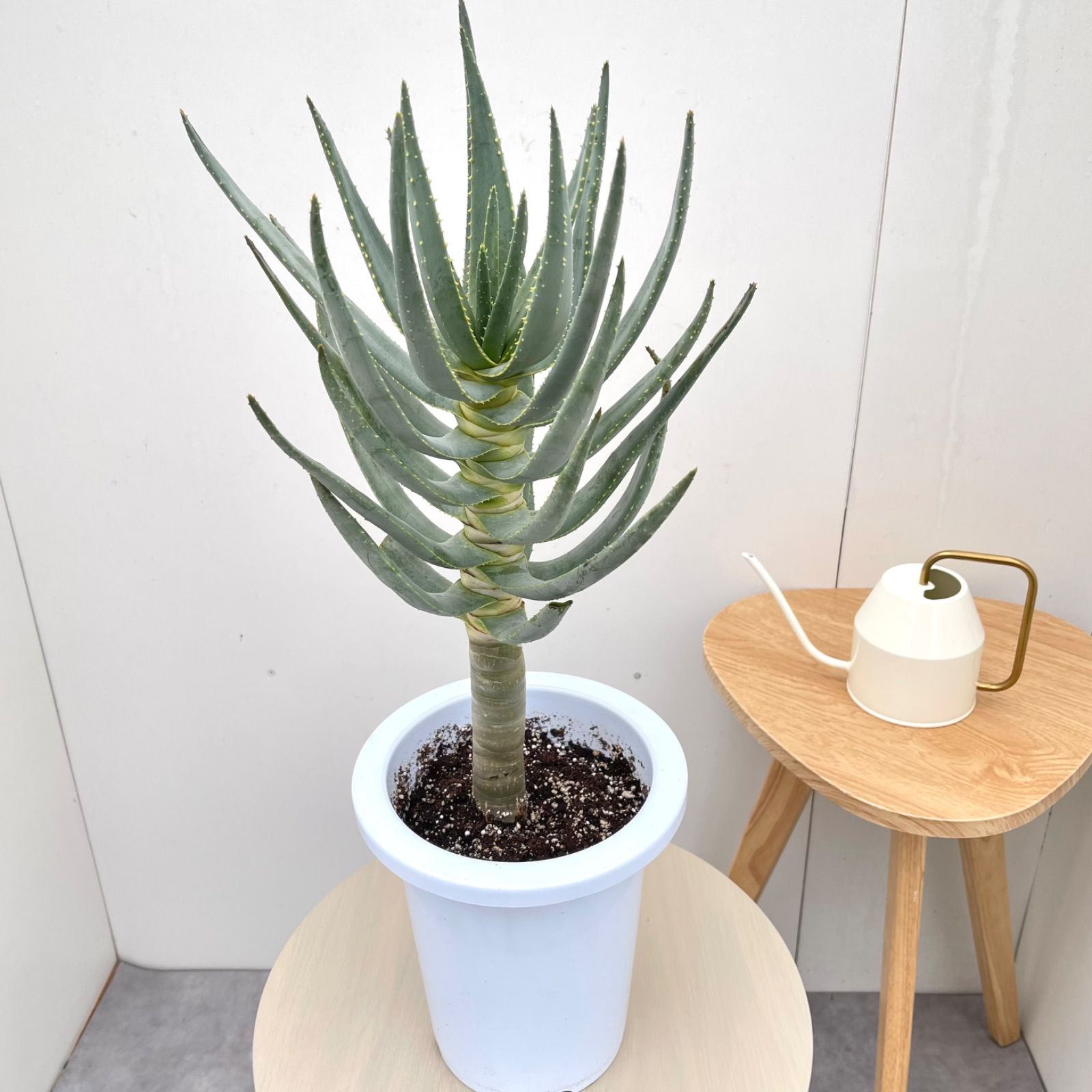 アロエ　デコトマ【現品】観葉植物　室内　7号