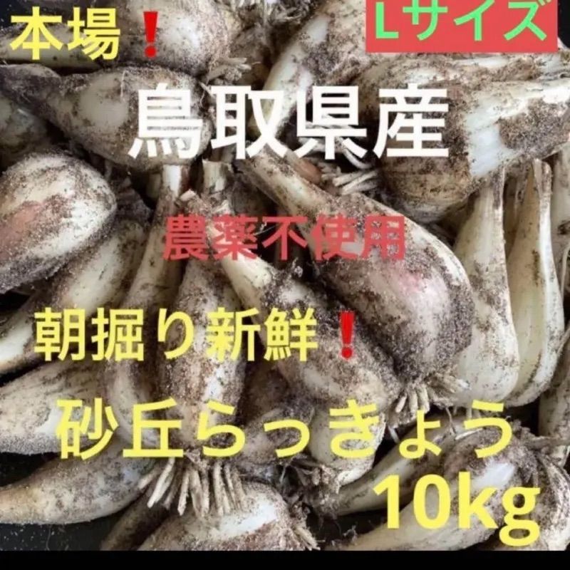 初物・農薬不使用】鳥取県産 砂丘らっきょう 10kg - メルカリ