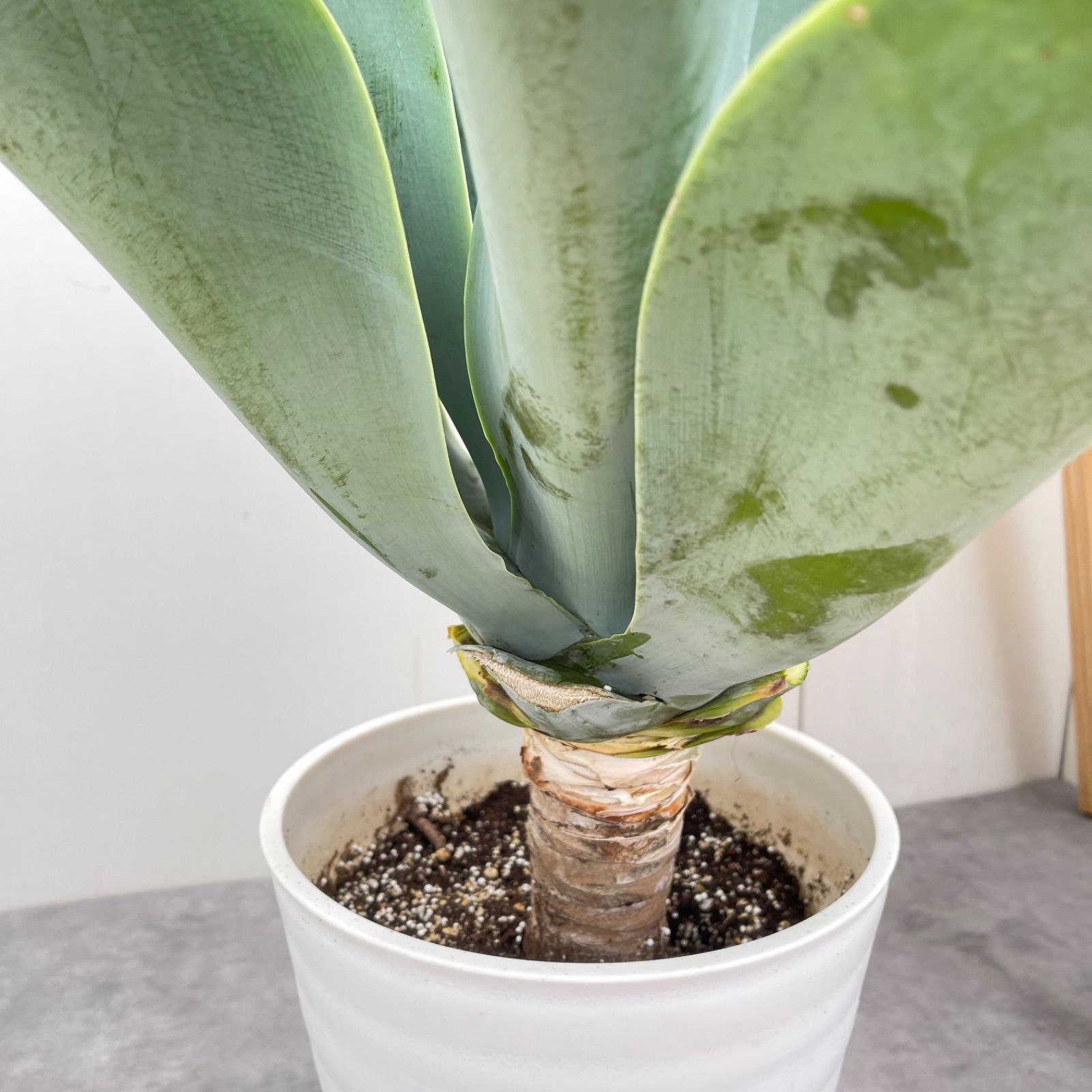 アガベ アテナータ ボーチンブルー【現品】☆希少☆ 観葉植物 大型