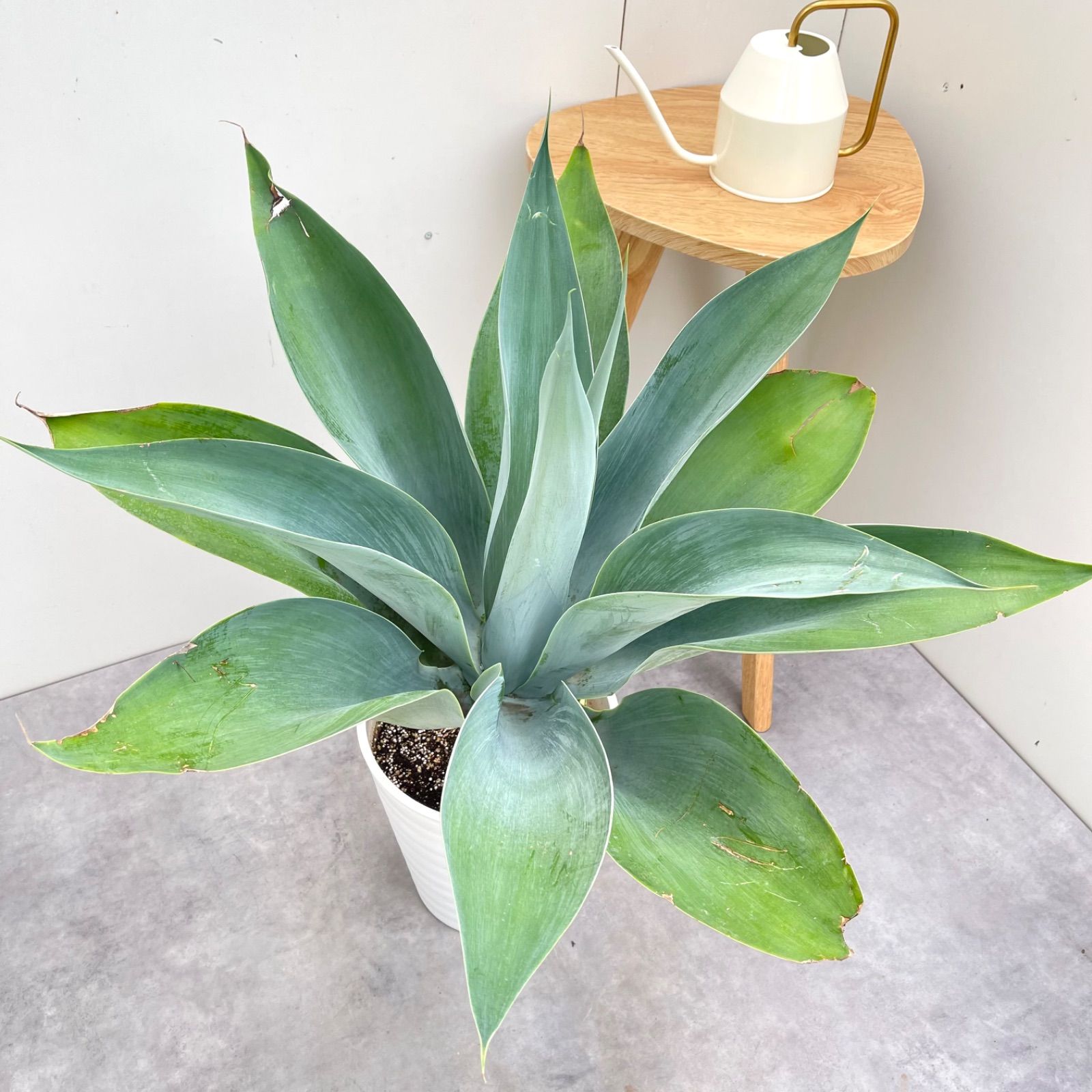 アガベ アテナータ ボーチンブルー【現品】☆希少☆ 観葉植物 大型