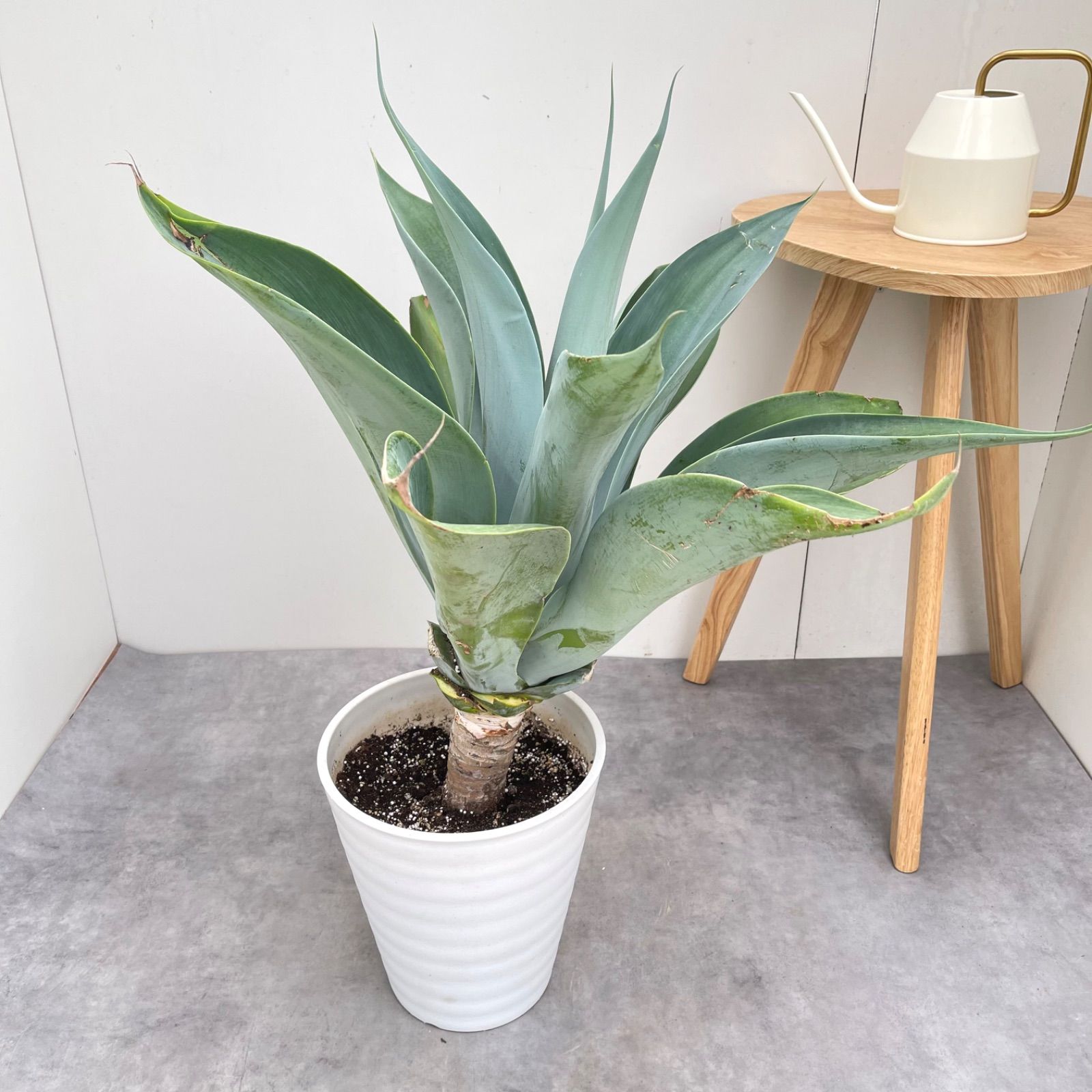アガベ アテナータ ボーチンブルー【現品】☆希少☆ 観葉植物 大型