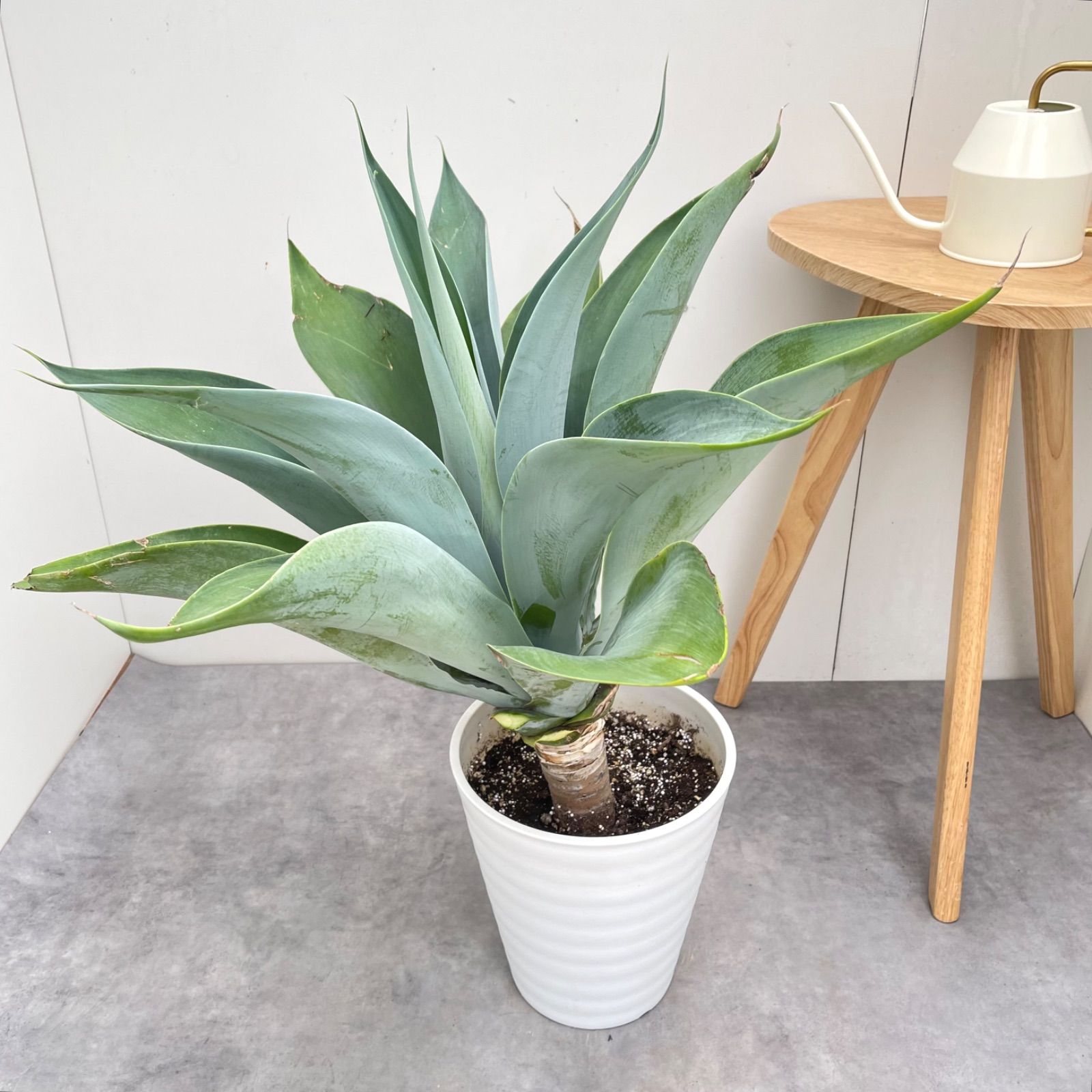アガベ アテナータ ボーチンブルー【現品】☆希少☆ 観葉植物 大型