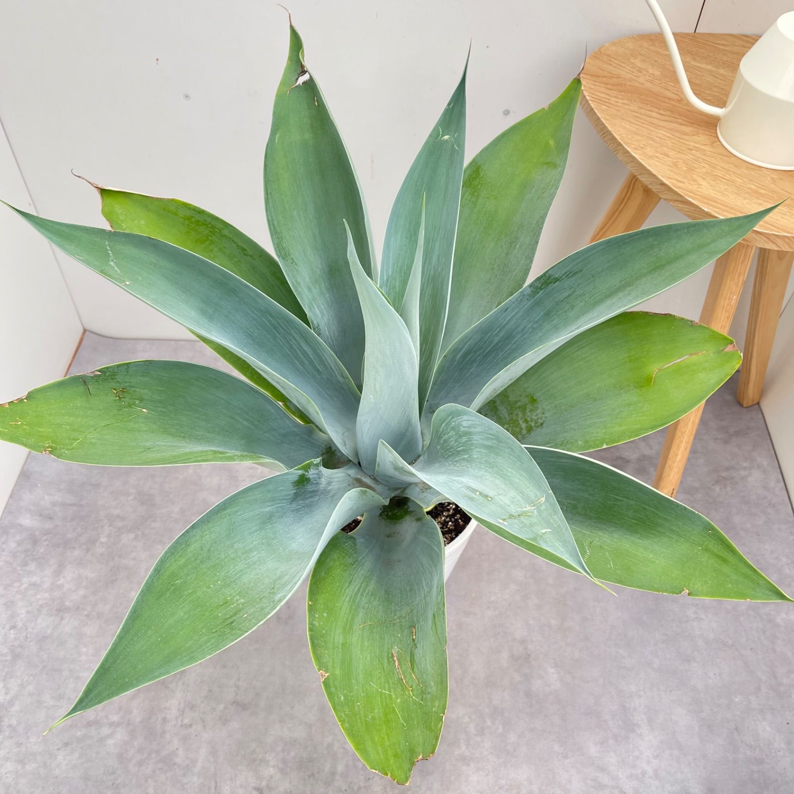 アガベ アテナータ ボーチンブルー【現品】☆希少☆ 観葉植物 大型