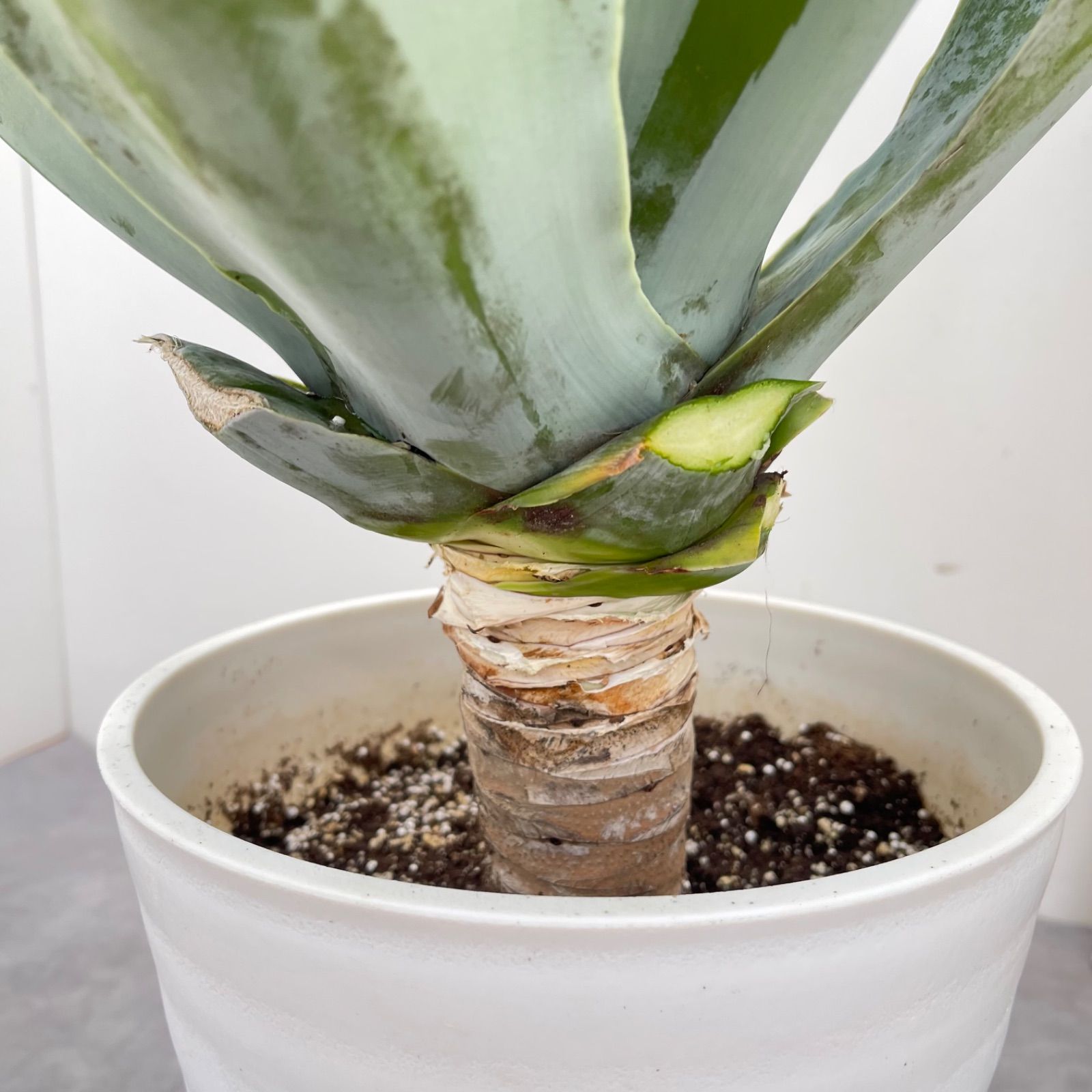 アガベ アテナータ ボーチンブルー【現品】☆希少☆ 観葉植物 大型