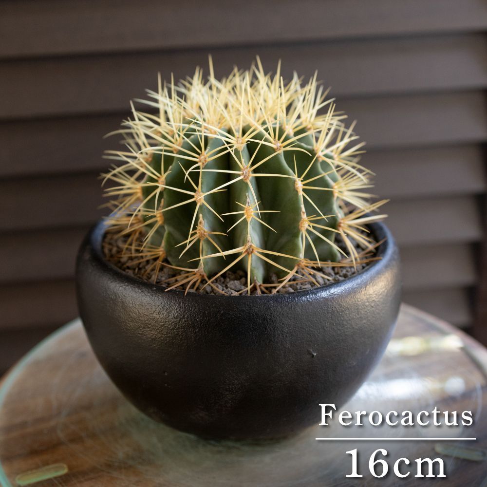 16cm 王冠竜 フェロカクタス ブルーバレルカクタス サボテン 5号