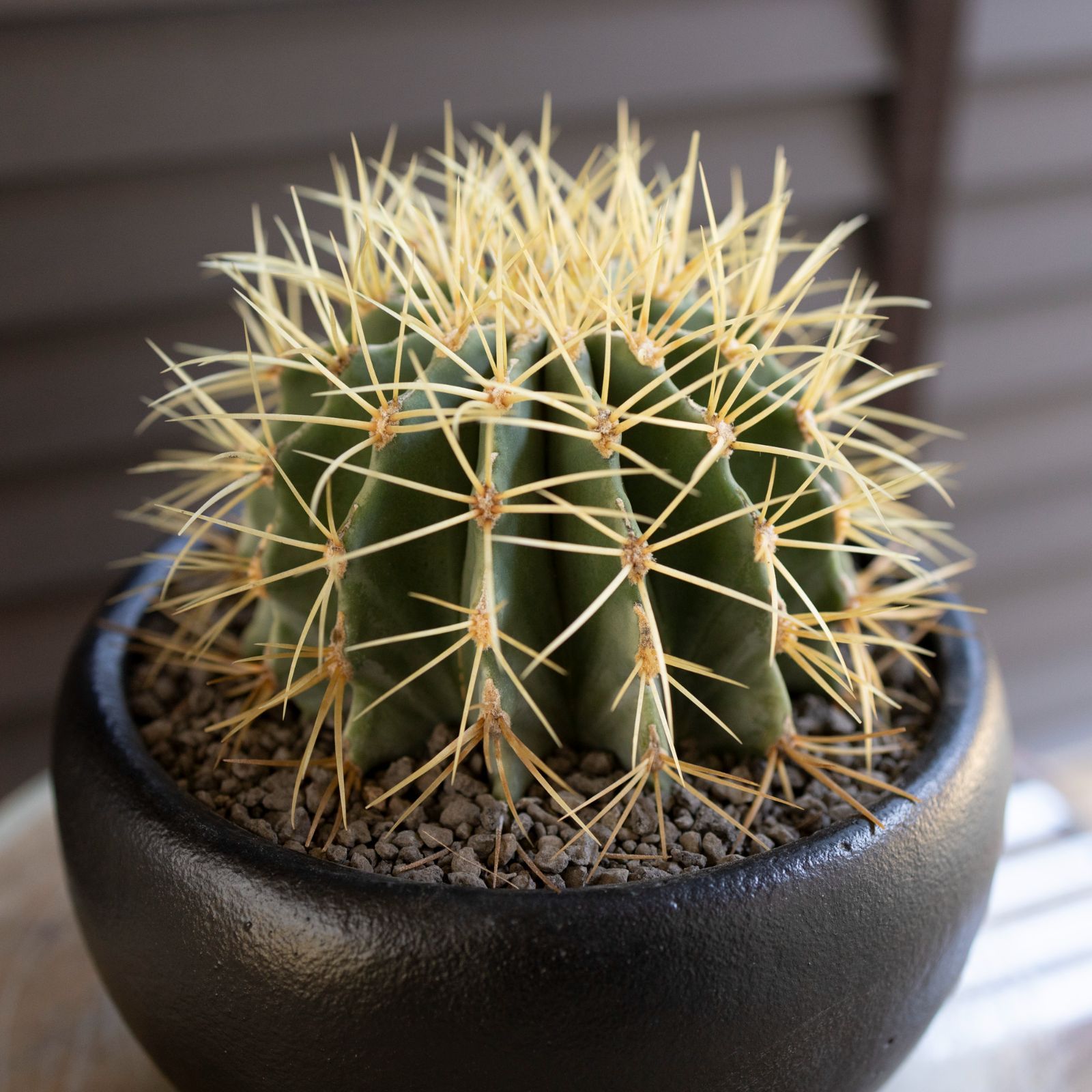 16cm 王冠竜 フェロカクタス ブルーバレルカクタス サボテン 5号