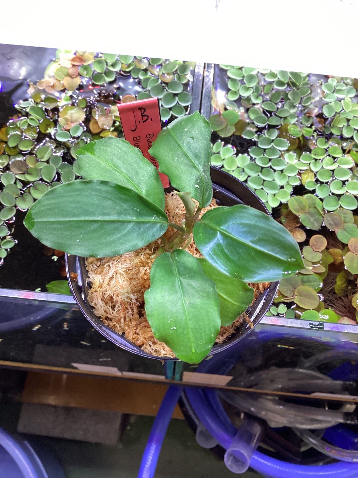 ブセファランドラsp.ブルーメロン Bucephalandra sp.Blue melon
