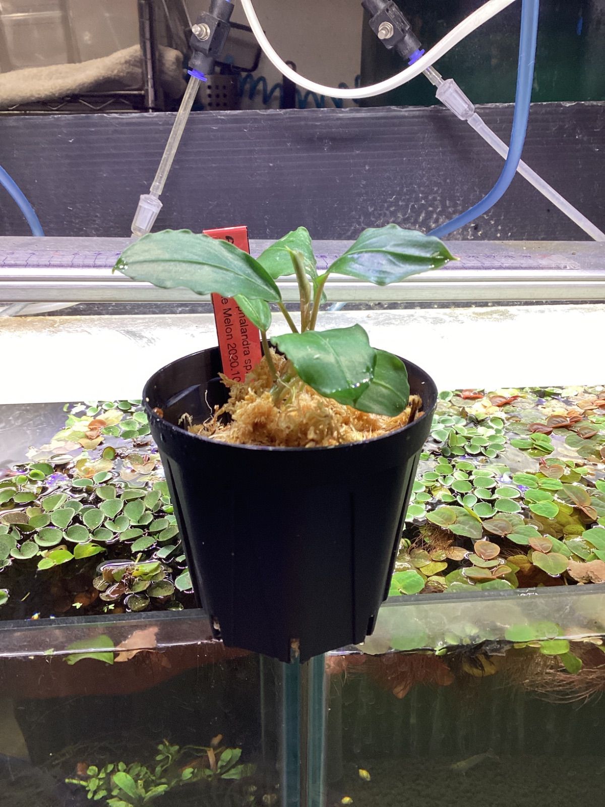ブセファランドラsp.ブルーメロン Bucephalandra sp.Blue melon