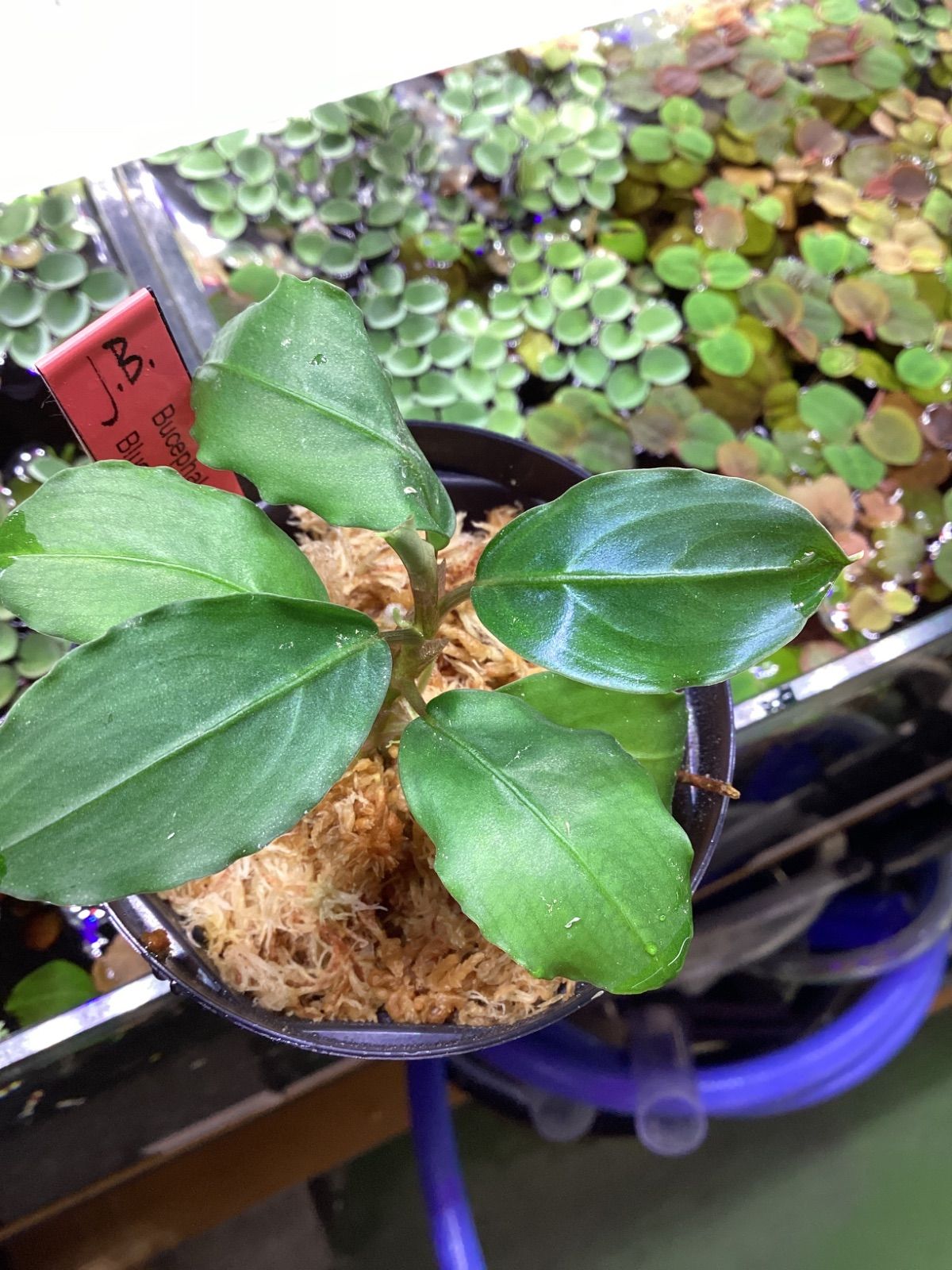 ブセファランドラsp.ブルーメロン Bucephalandra sp.Blue melon