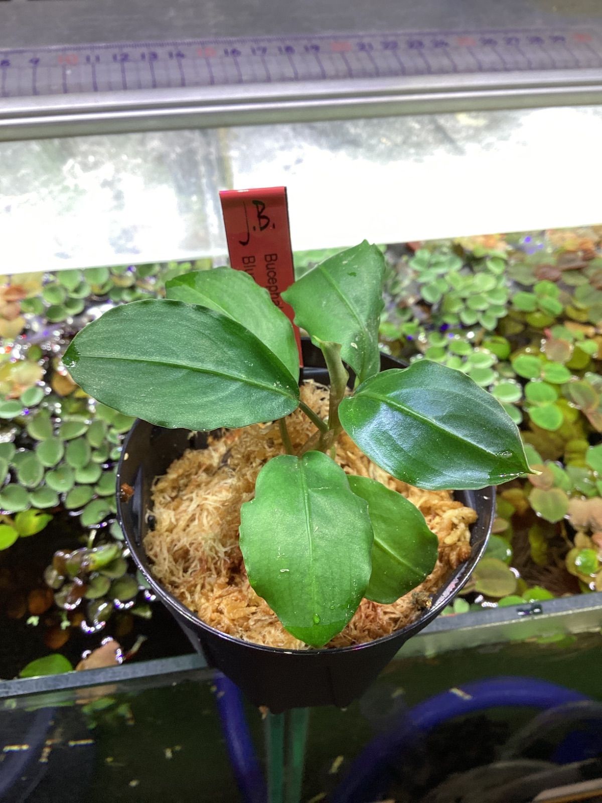 ブセファランドラsp.ブルーメロン Bucephalandra sp.Blue melon