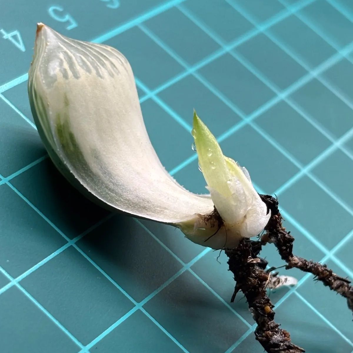 GW5/6まで限定販売】☆ 白蛇伝 葉挿し株①（4頭発芽、発根済み