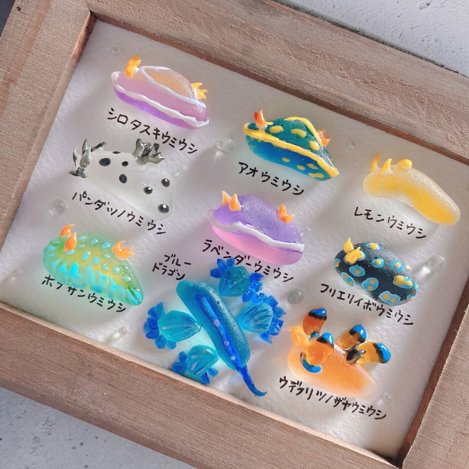 あき様専用 ウミウシ図鑑9種❣️シーグラスアート お魚立体図鑑