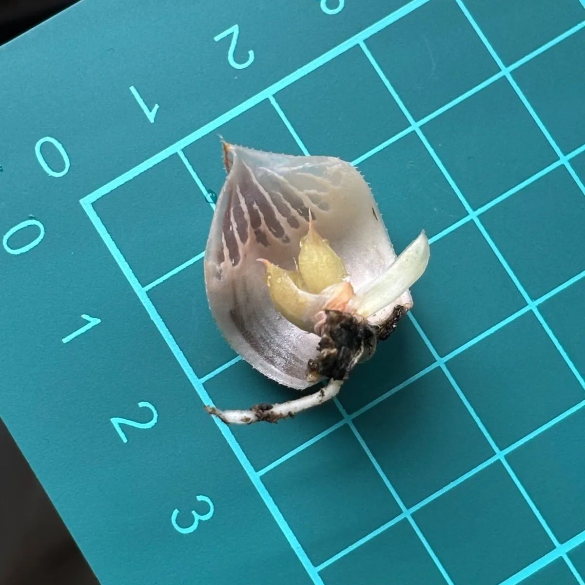 ハオルチア ☆ 白蛇伝 葉挿し株⑤（1頭発芽、発根済み） - メルカリ