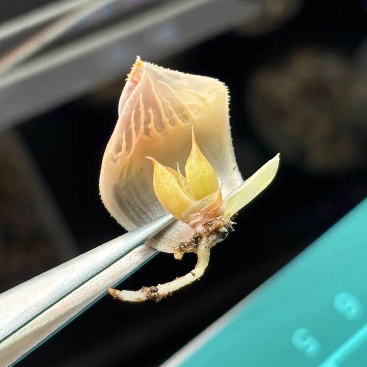 ハオルチア ☆ 白蛇伝 葉挿し株⑤（1頭発芽、発根済み） - メルカリ