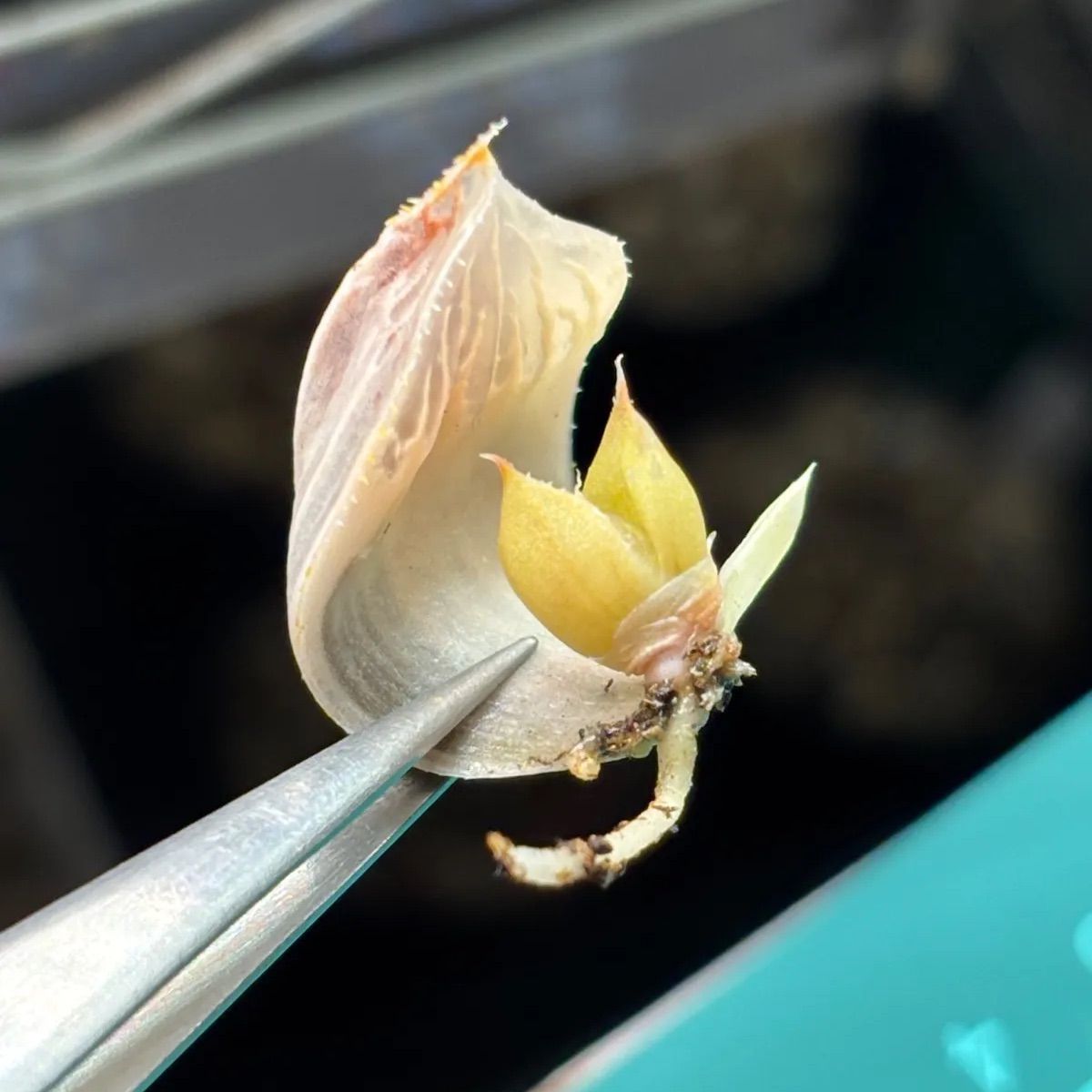 ハオルチア ☆ 白蛇伝 葉挿し株⑤（1頭発芽、発根済み） - メルカリ