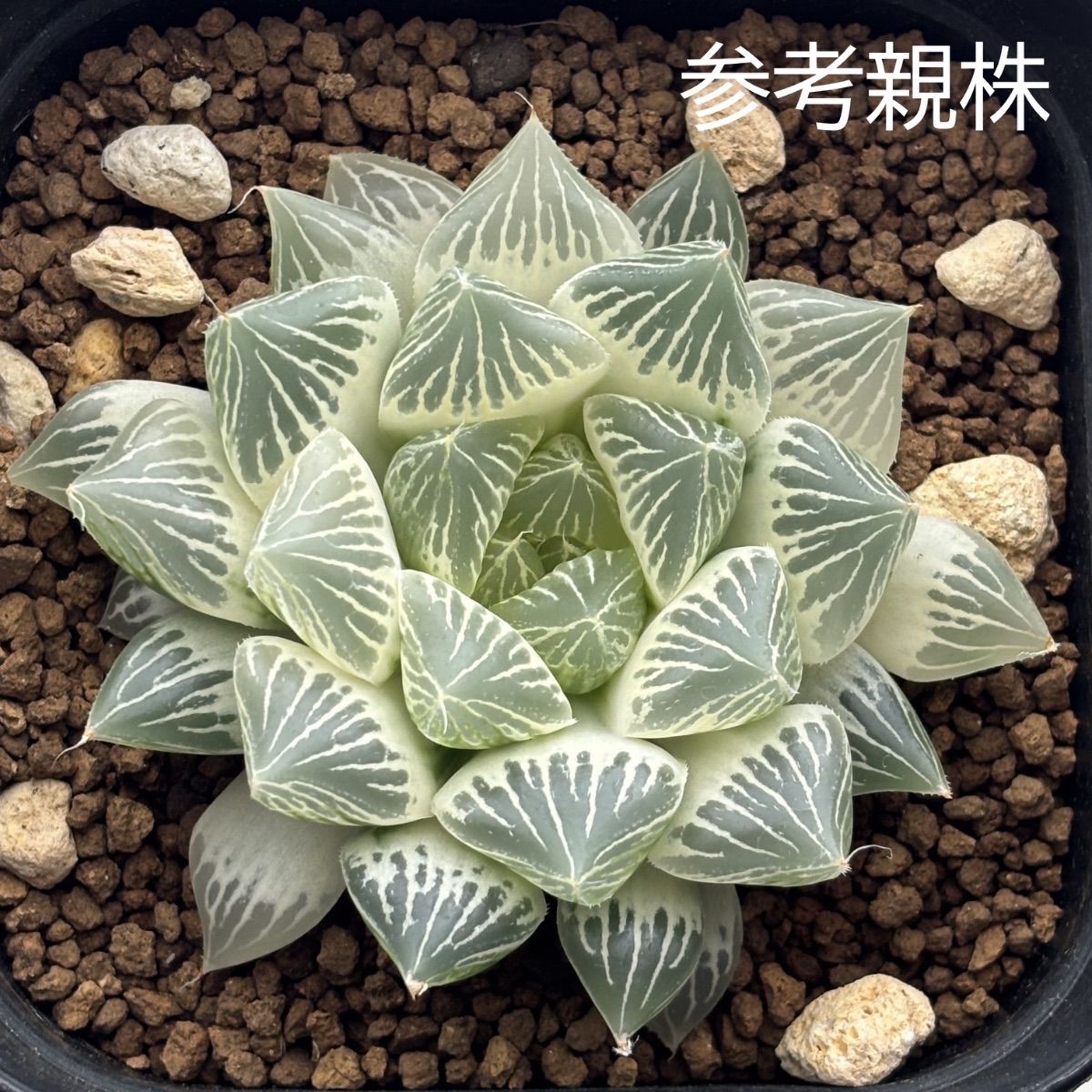 ハオルチア ☆ 白蛇伝 葉挿し株⑤（1頭発芽、発根済み） - メルカリ