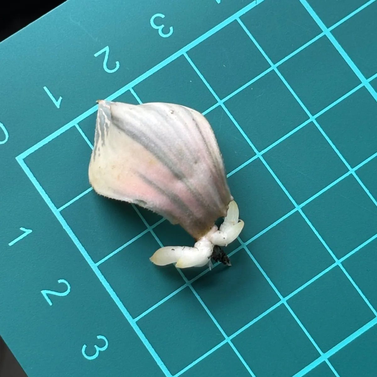 GW5/6まで限定販売】☆ 白蛇伝 葉挿し株④（2頭発芽、微発根済み