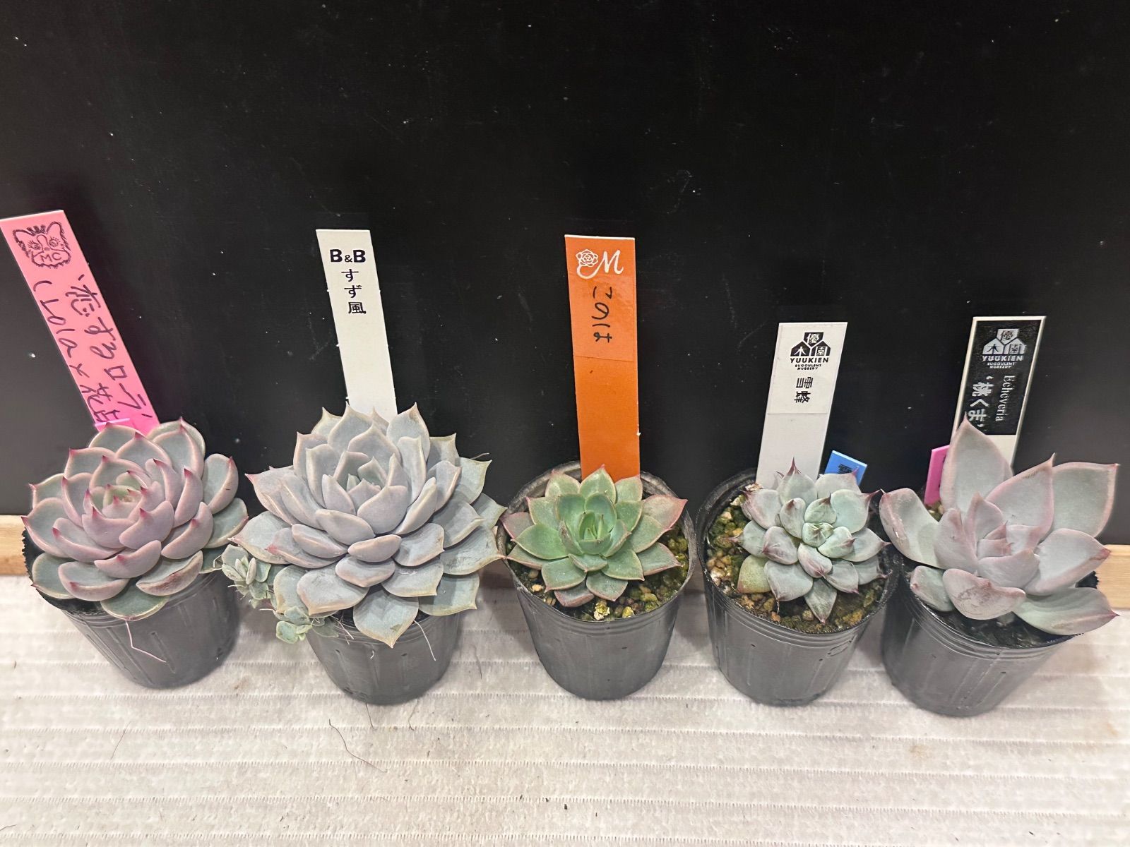 命名株いろいろ5種セット 札なし ポットごと発送 - メルカリ