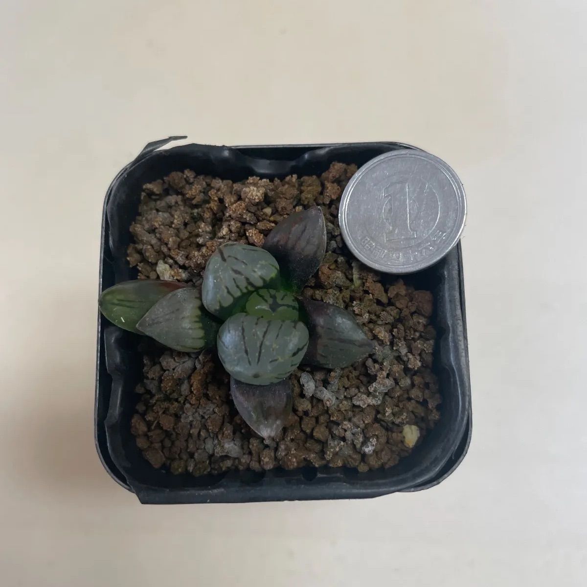 多肉植物 ハオルチア 魔界 抜き苗 根付き - メルカリ
