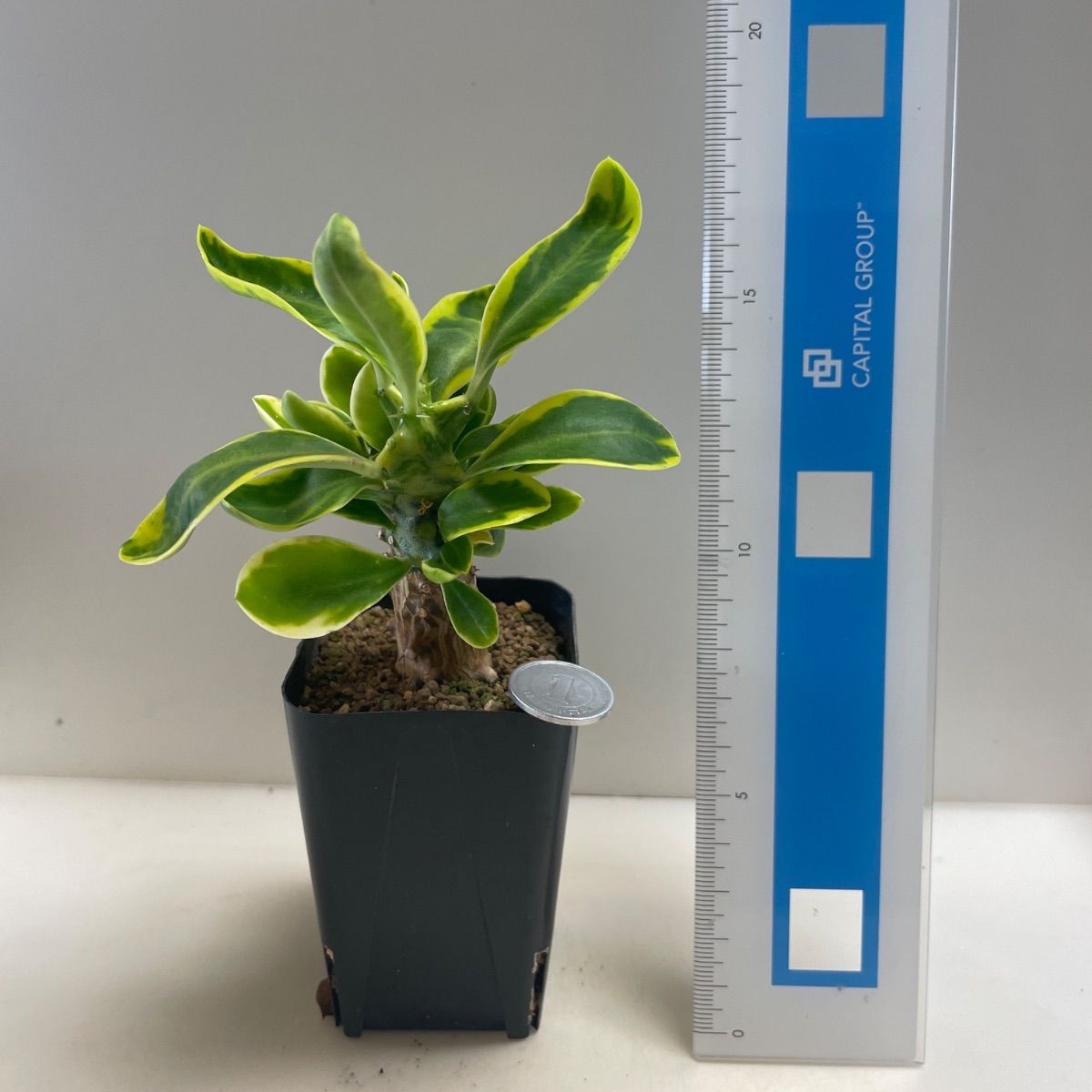 多肉植物 ユーフォルビア ネリフオーリア錦(レア) 抜き苗 根付き