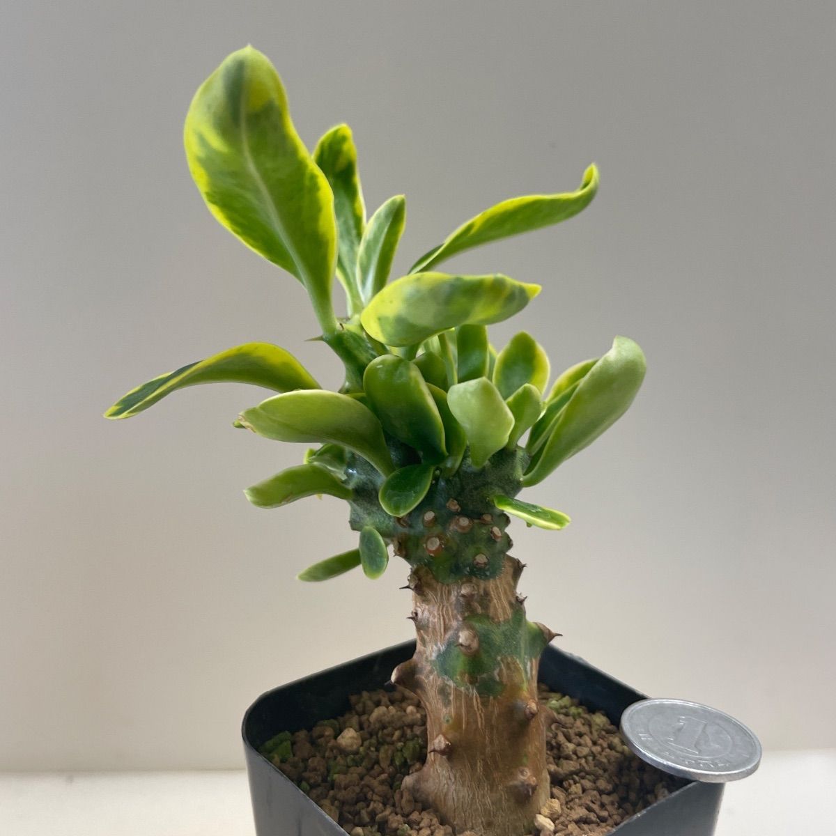 多肉植物 ユーフォルビア ネリフオーリア錦(レア) 抜き苗 根付き
