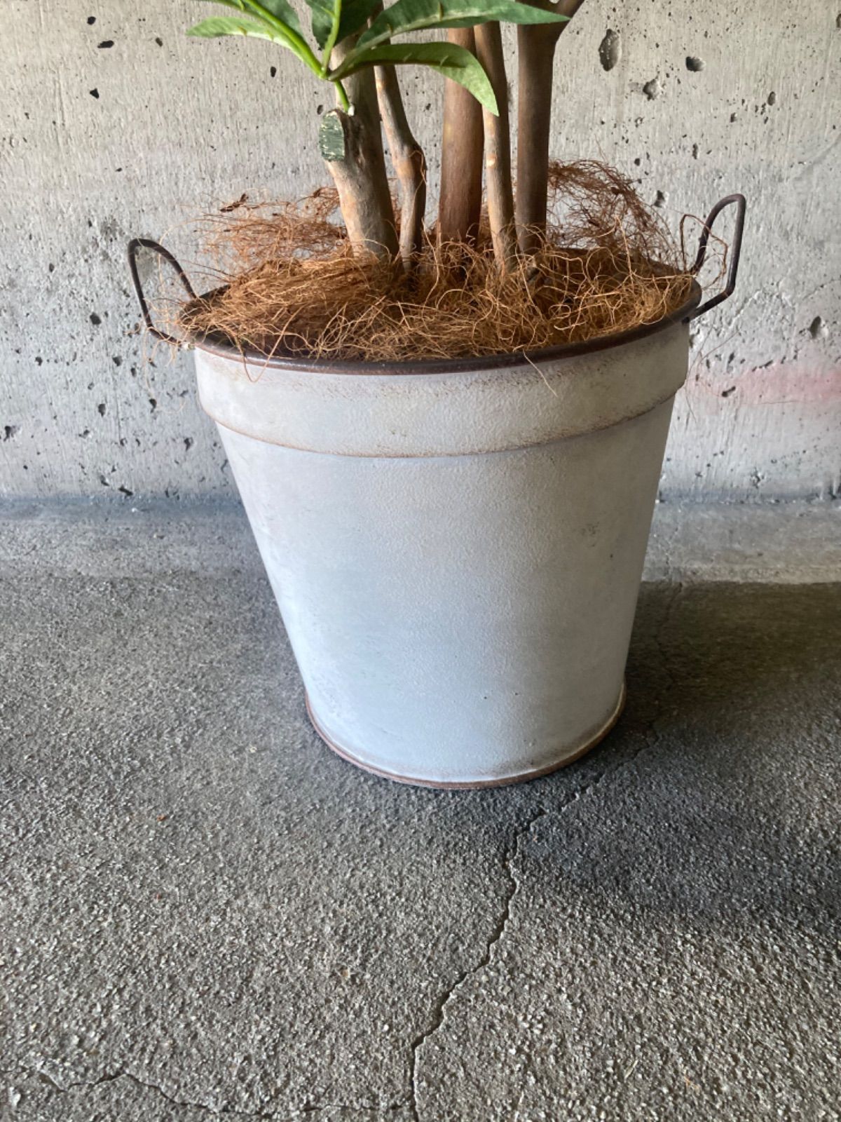 太郎 光触媒 人工観葉植物 ウォールグリーン フェイク ブリキ缶 太郎 光触媒 人工観葉植物 ウォールグリーン フェイク ブリキ缶