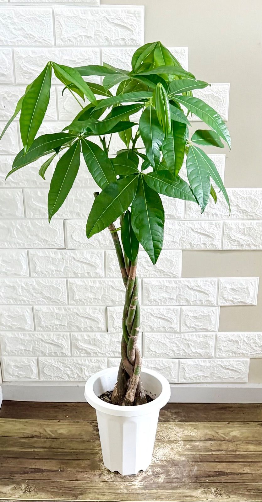 パキラ⭐️編み込み　観葉植物