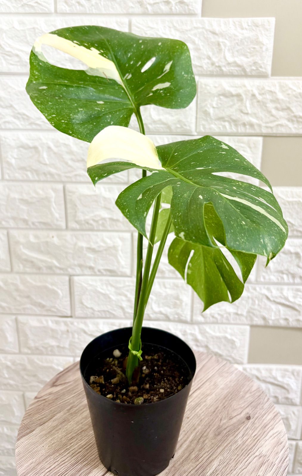 斑入りモンステラ⭐️タイコンステレーション⭐️観葉植物 - メルカリ