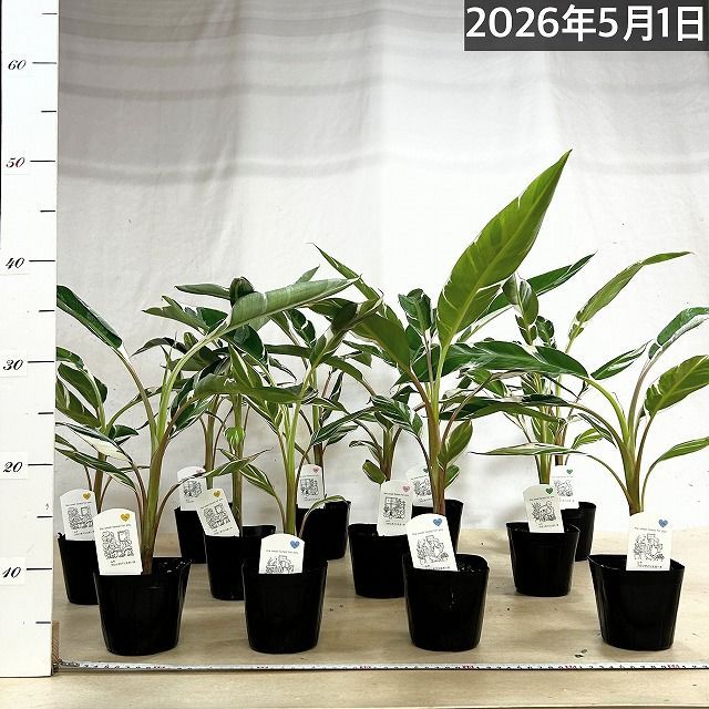 観葉植物 斑入りバナナ(ムサ フロリダ バリエガータ)※葉傷みあり 3.5号