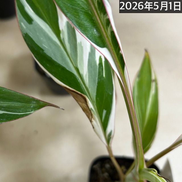 観葉植物 斑入りバナナ(ムサ フロリダ バリエガータ)※葉傷みあり 3.5号