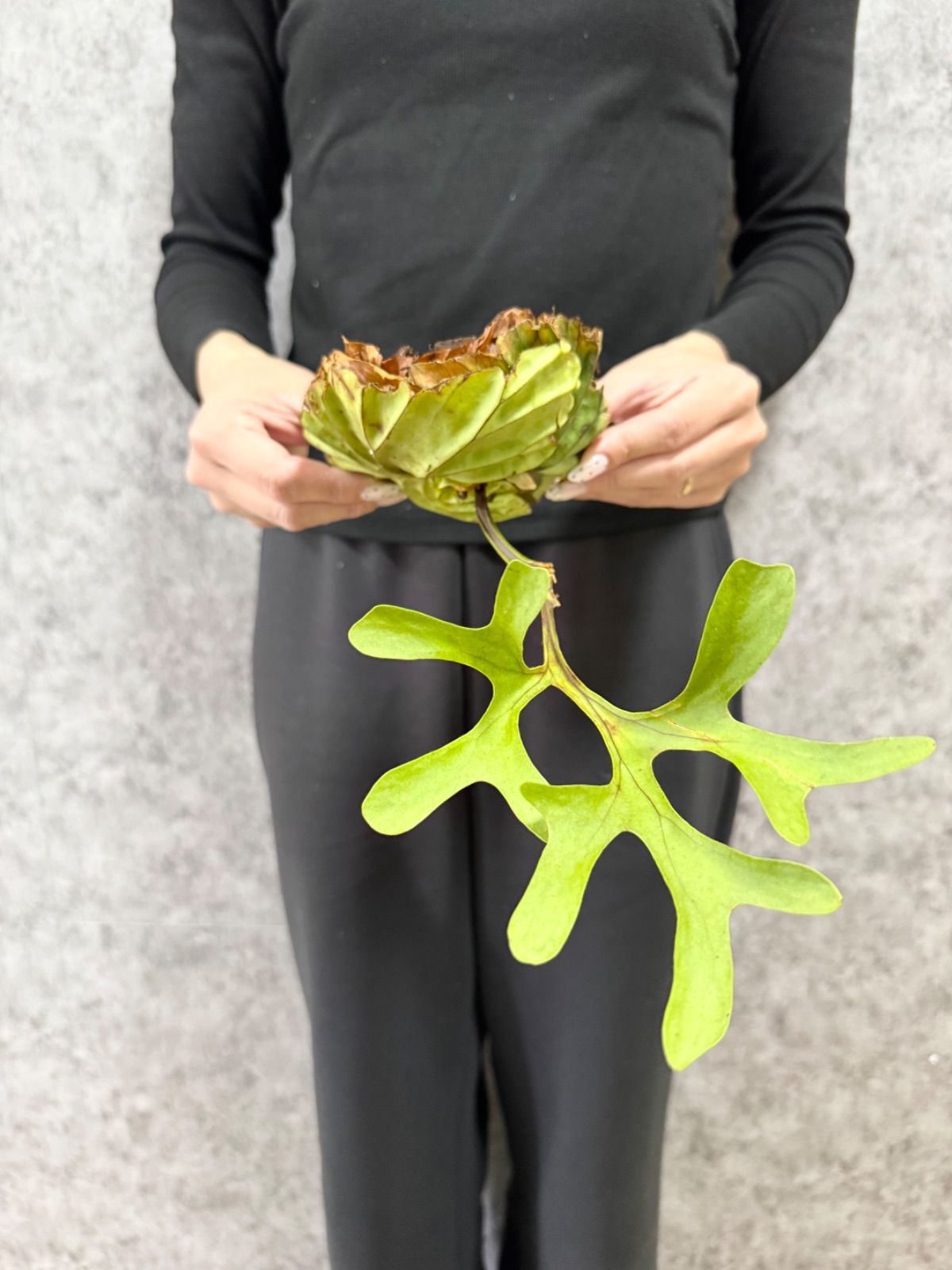メルカリ便発送☆多肉植物 地雷蛙 ジライア(十兵衛×レッドフォーク) メルカリ