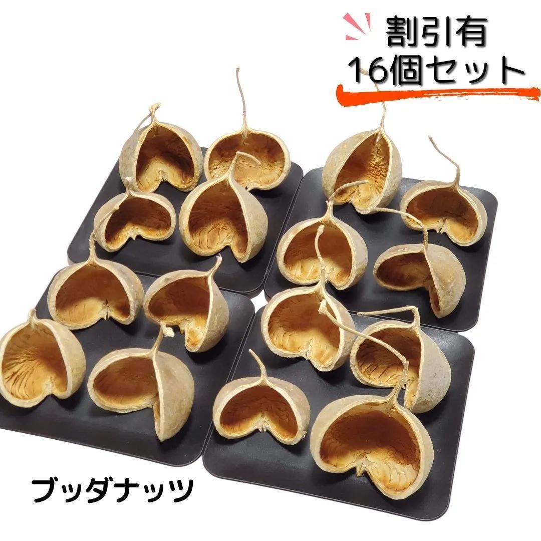 ブッダナッツ 割引有 16個セット ナチュラルベージュ 大地農園 ハンドメイド花材 花材 クリスマス ウエルカムスペース ウェディング 贈り物 プレゼント 飾り物 インテリア花材