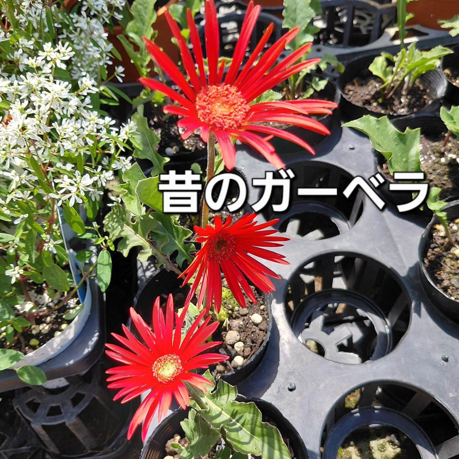 昔からの赤い一重咲きガーベラ苗 // 宅配・2株2,500円 ☆ 春から初冬