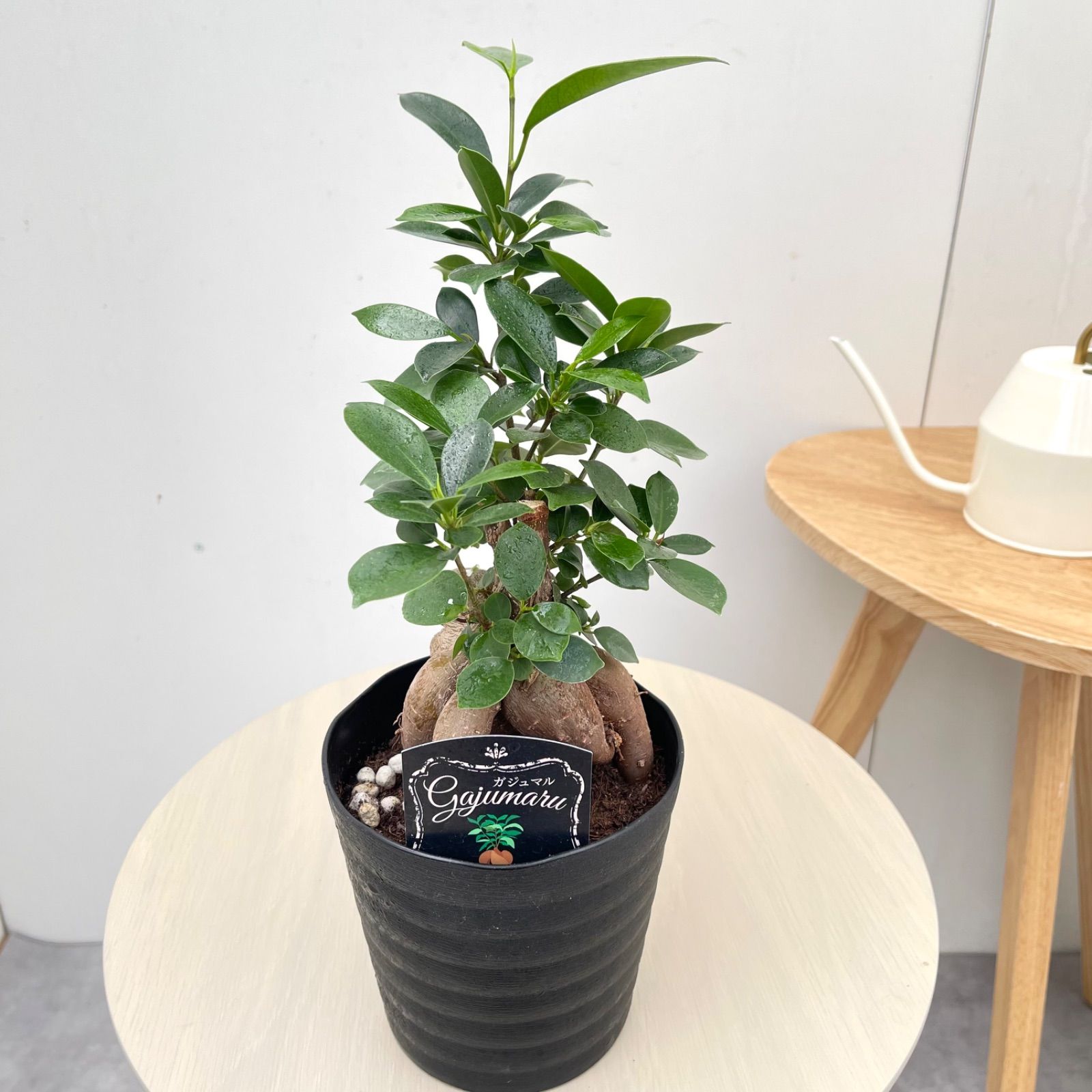 【現品】多幸の木　ガジュマル　ガジュマルの木　８号鉢　Ⅱ 最大級 大株 ガジュマルの木 8号 観葉植物 ガジュマル 多幸の木 樹脂
