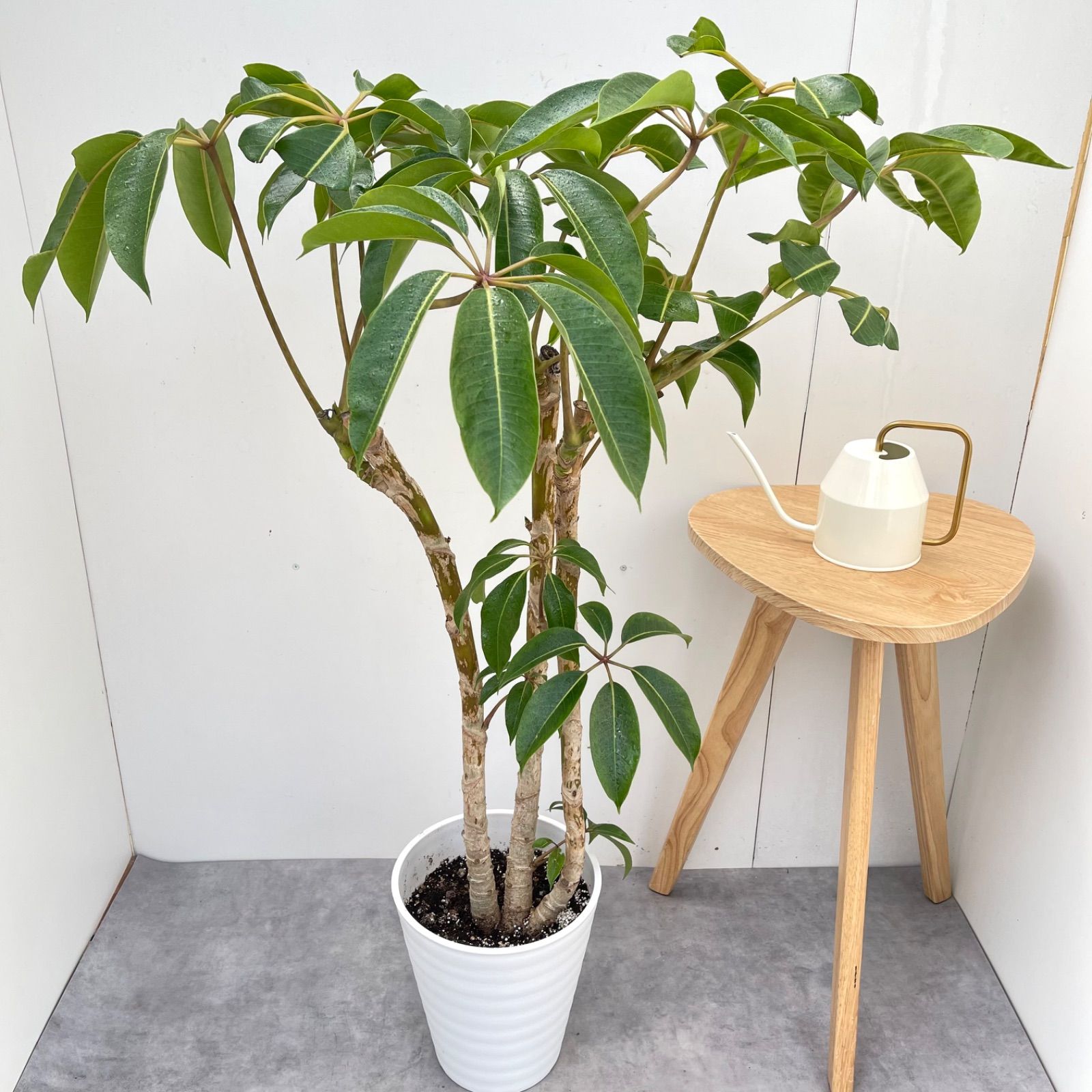 ツピタンサス シェフレラ ピュックレリ 2【現品】観葉植物 室内 大型