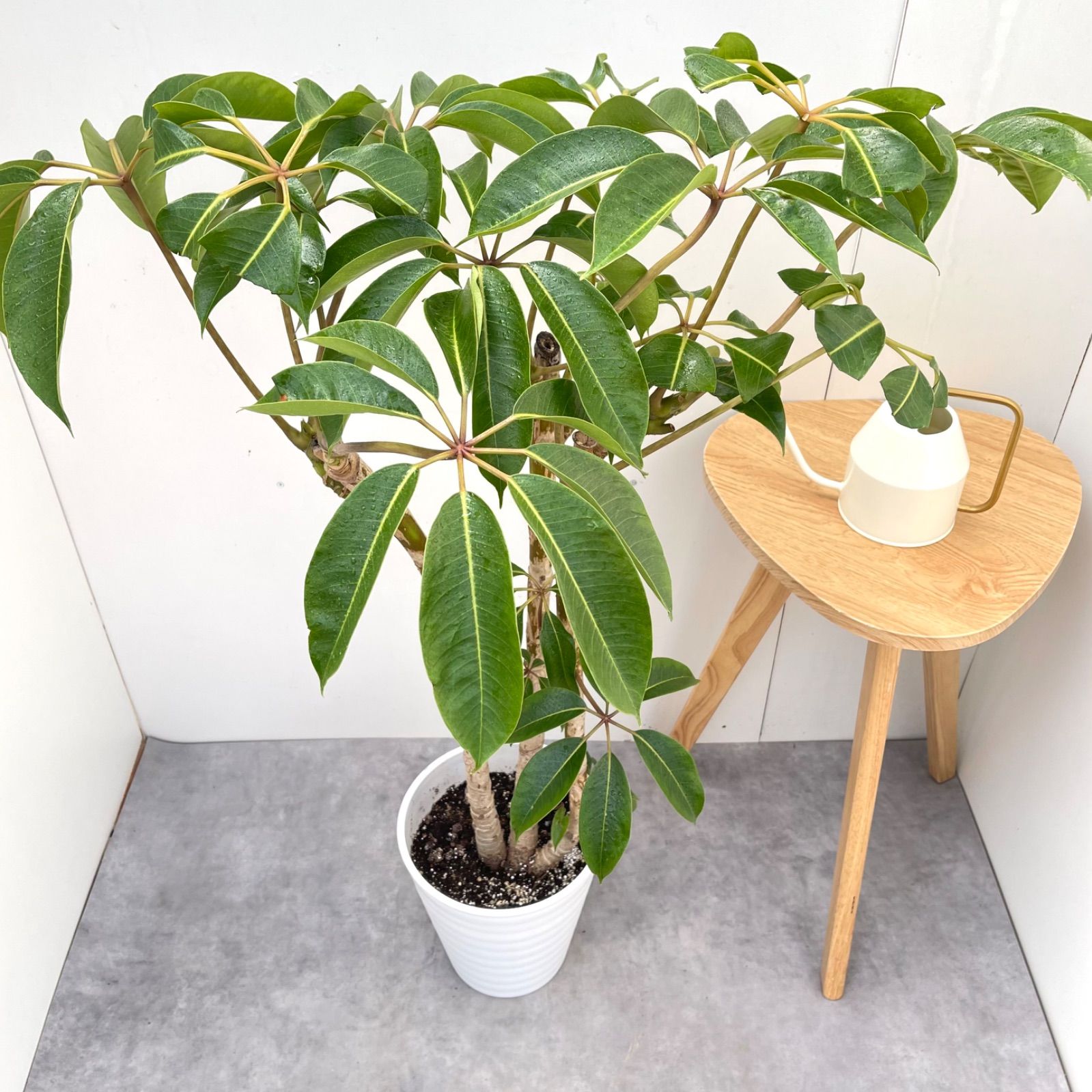ツピタンサス シェフレラ ピュックレリ 2【現品】観葉植物 室内 大型