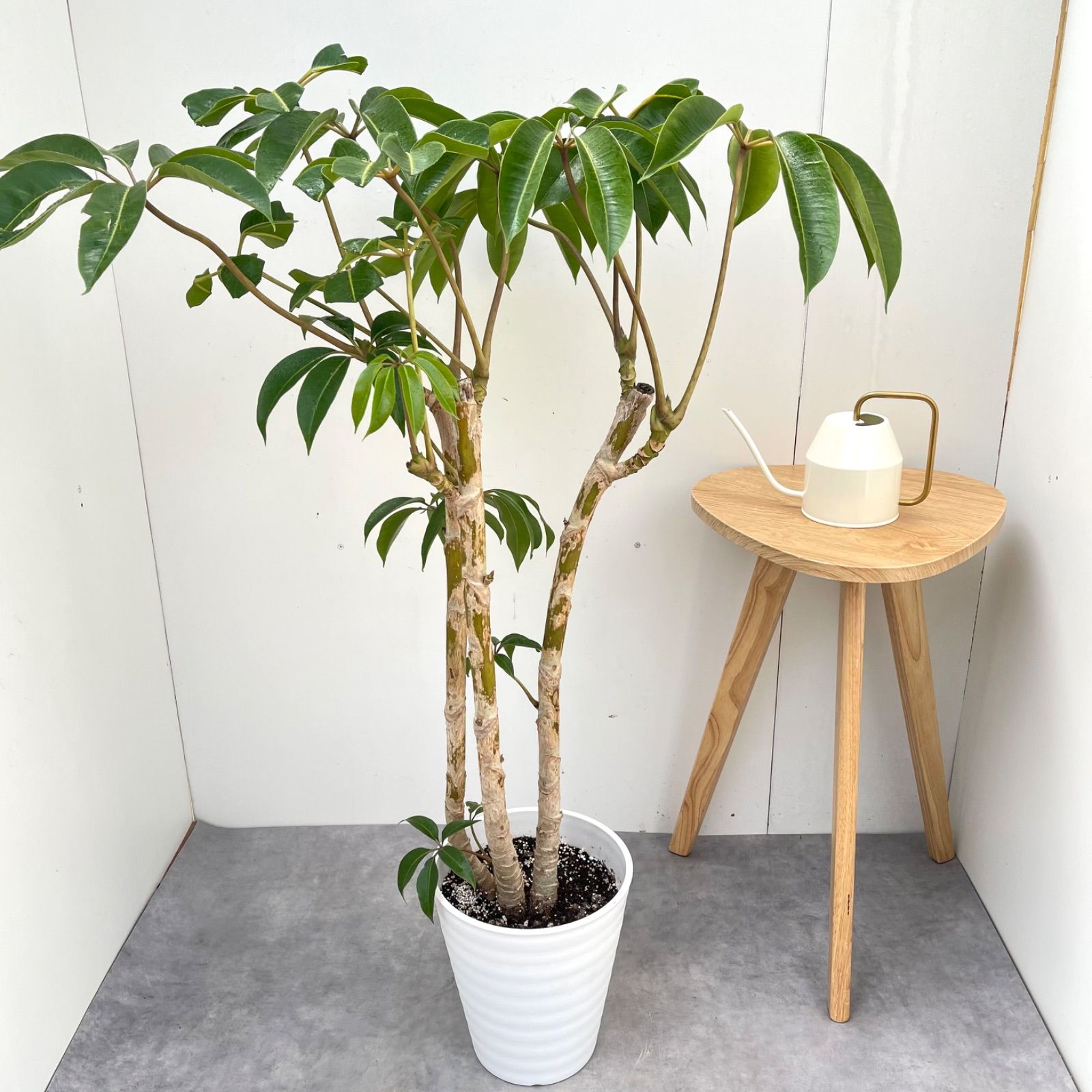 ツピタンサス シェフレラ ピュックレリ 2【現品】観葉植物 室内 大型
