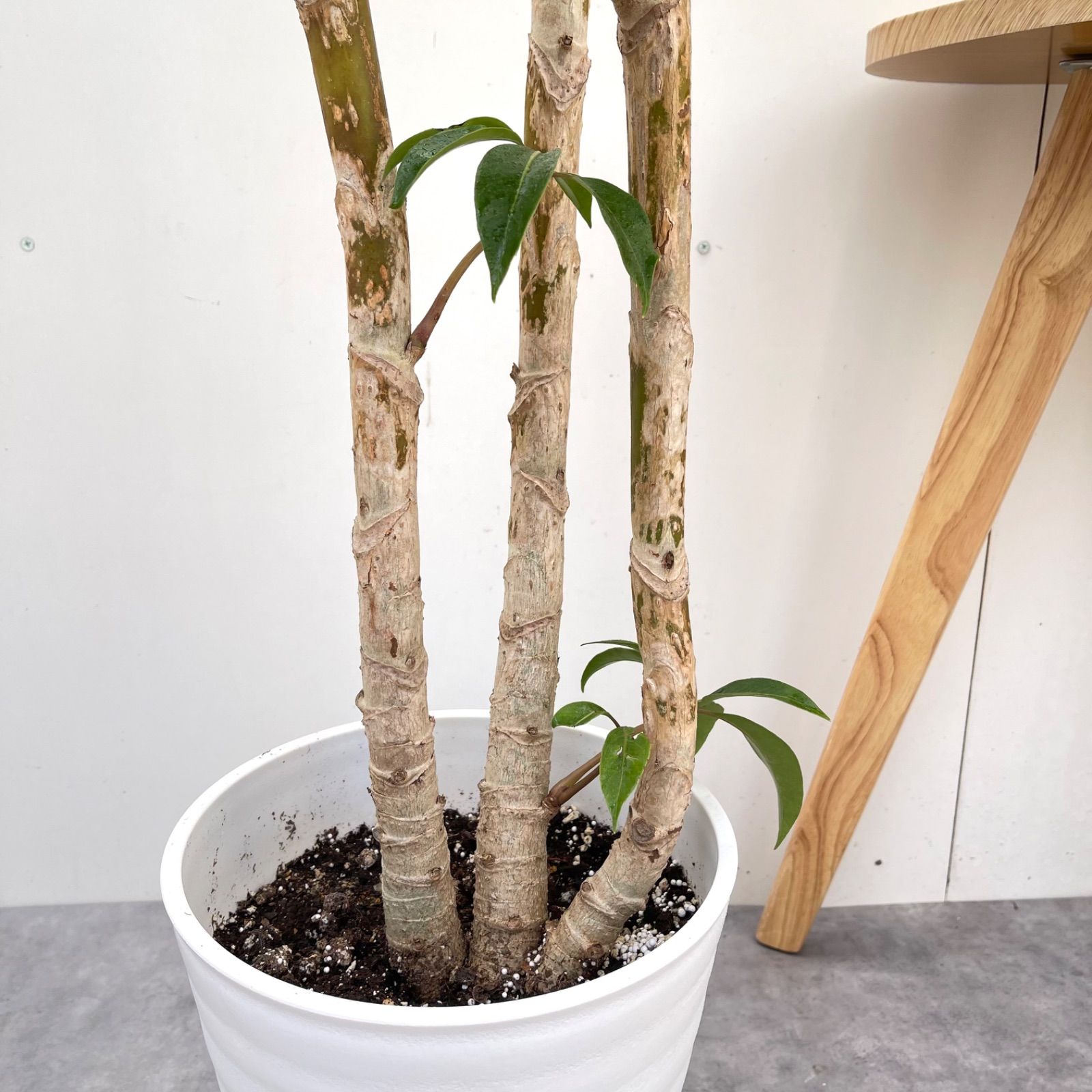 ツピタンサス シェフレラ ピュックレリ 2【現品】観葉植物 室内 大型 ツピタンサス シェフレラ ピュックレリ 2【現品】観葉植物 室内 大型