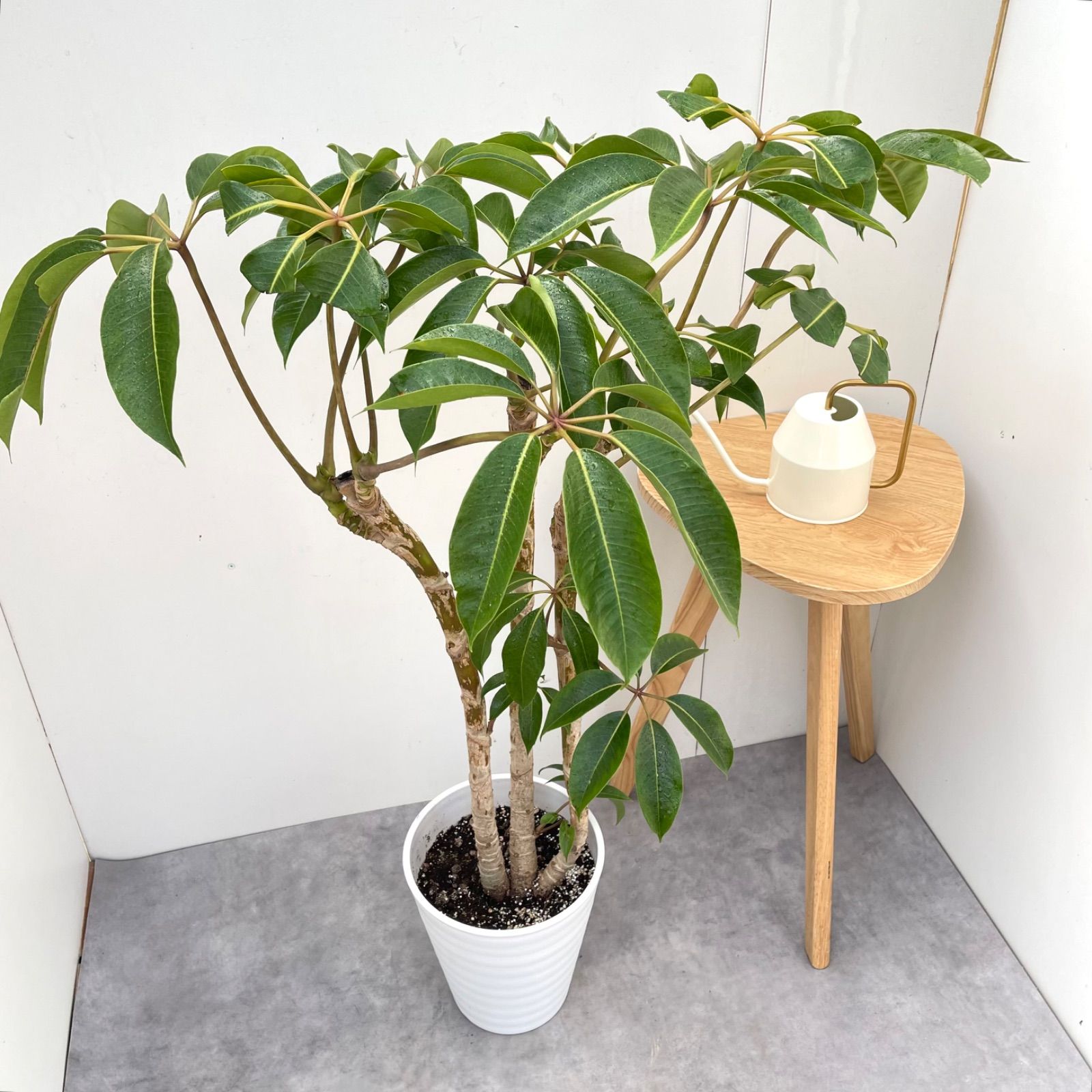 ツピタンサス シェフレラ ピュックレリ 2【現品】観葉植物 室内 大型