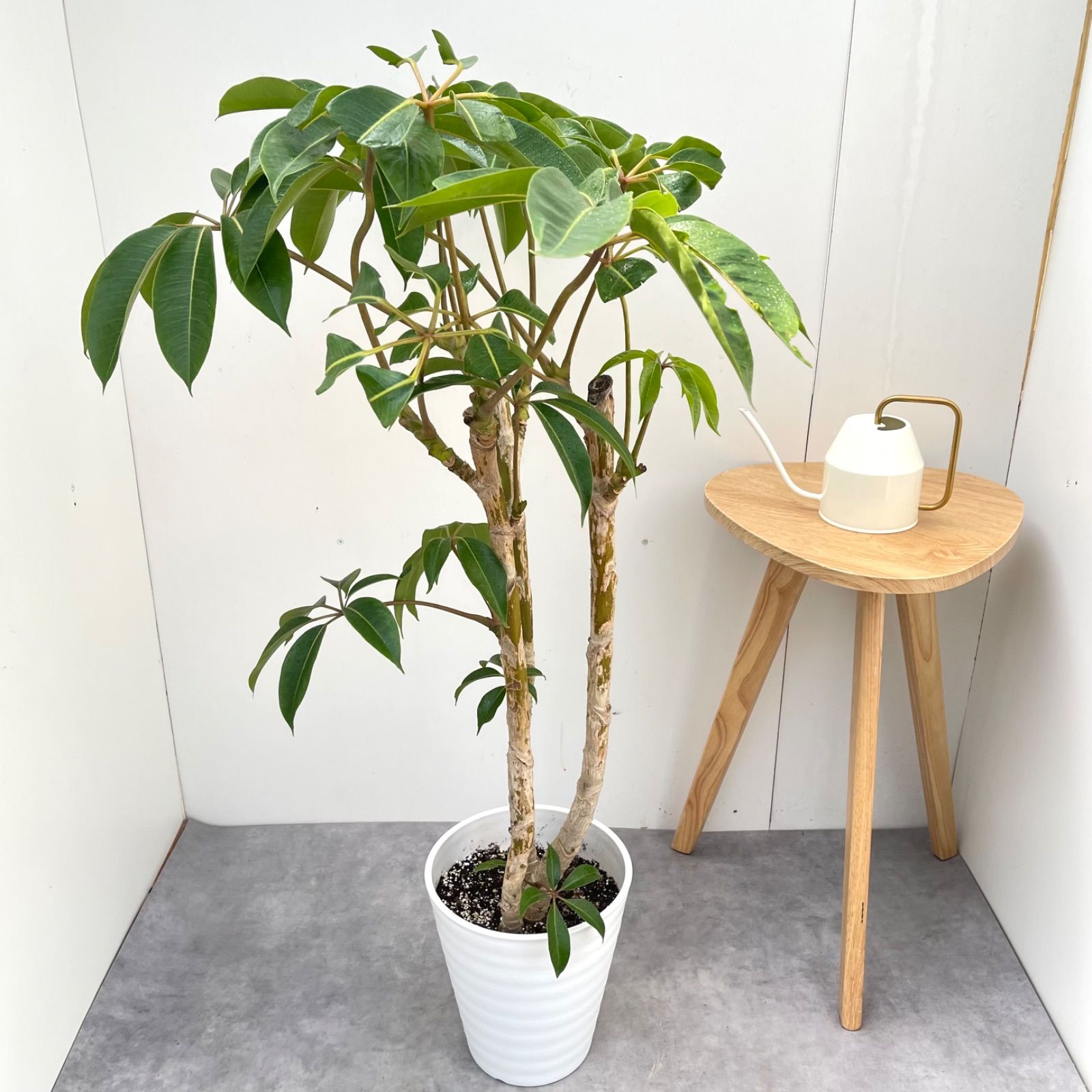 ［現品］79番　ツピタンサス　8号　観葉植物　室内　大型　おしゃれ　シェフレラ 現品］H ツピタンサス 8号 観葉植物 室内 大型 おしゃれ 大きめ 人気
