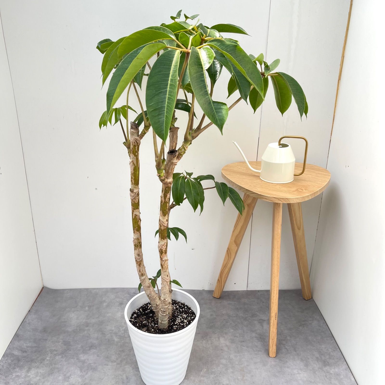ツピタンサス シェフレラ ピュックレリ 2【現品】観葉植物 室内 大型