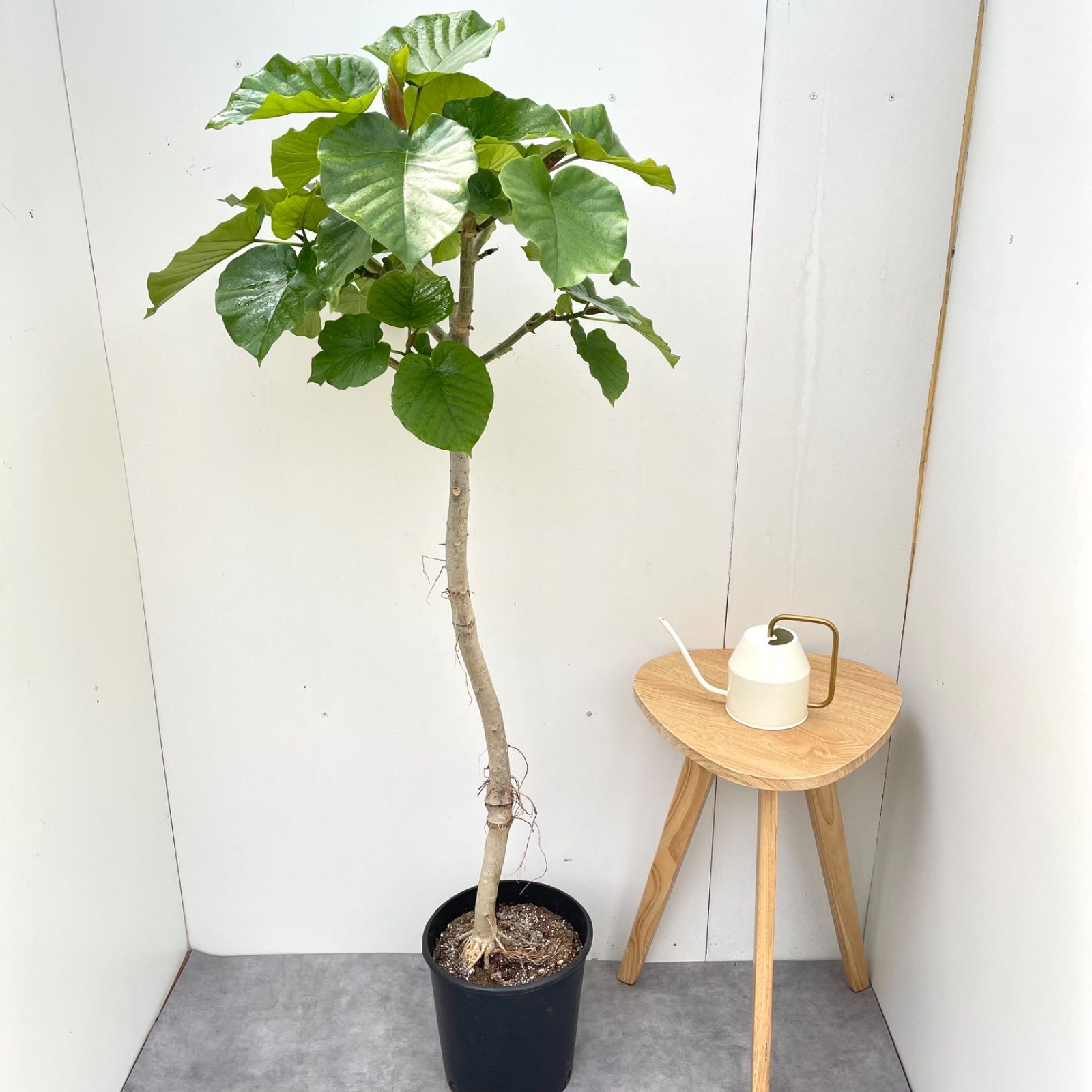 フィカス　ウンベラータ　曲がり　3【現品】観葉植物　室内　大型